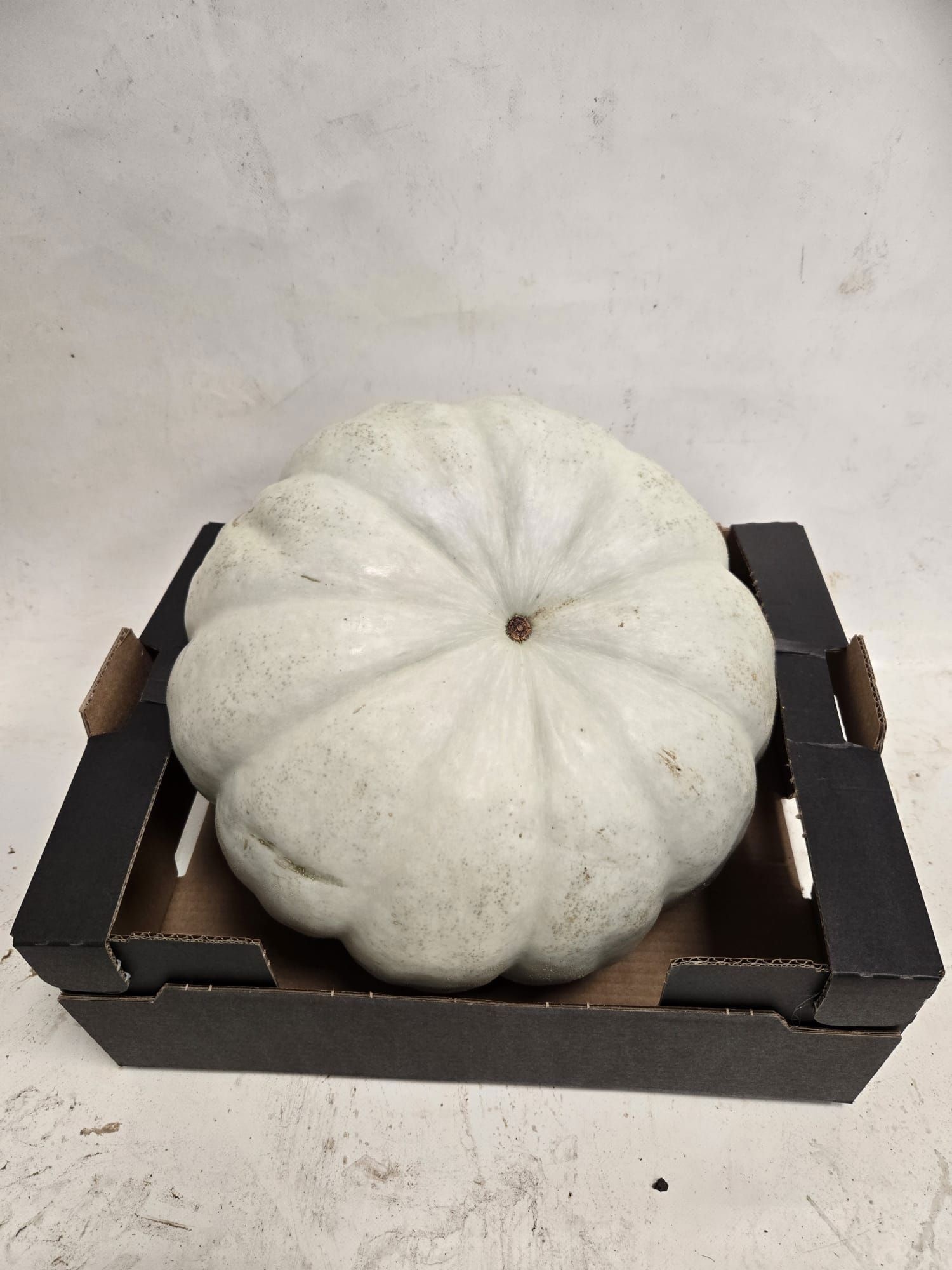 Cucurbita