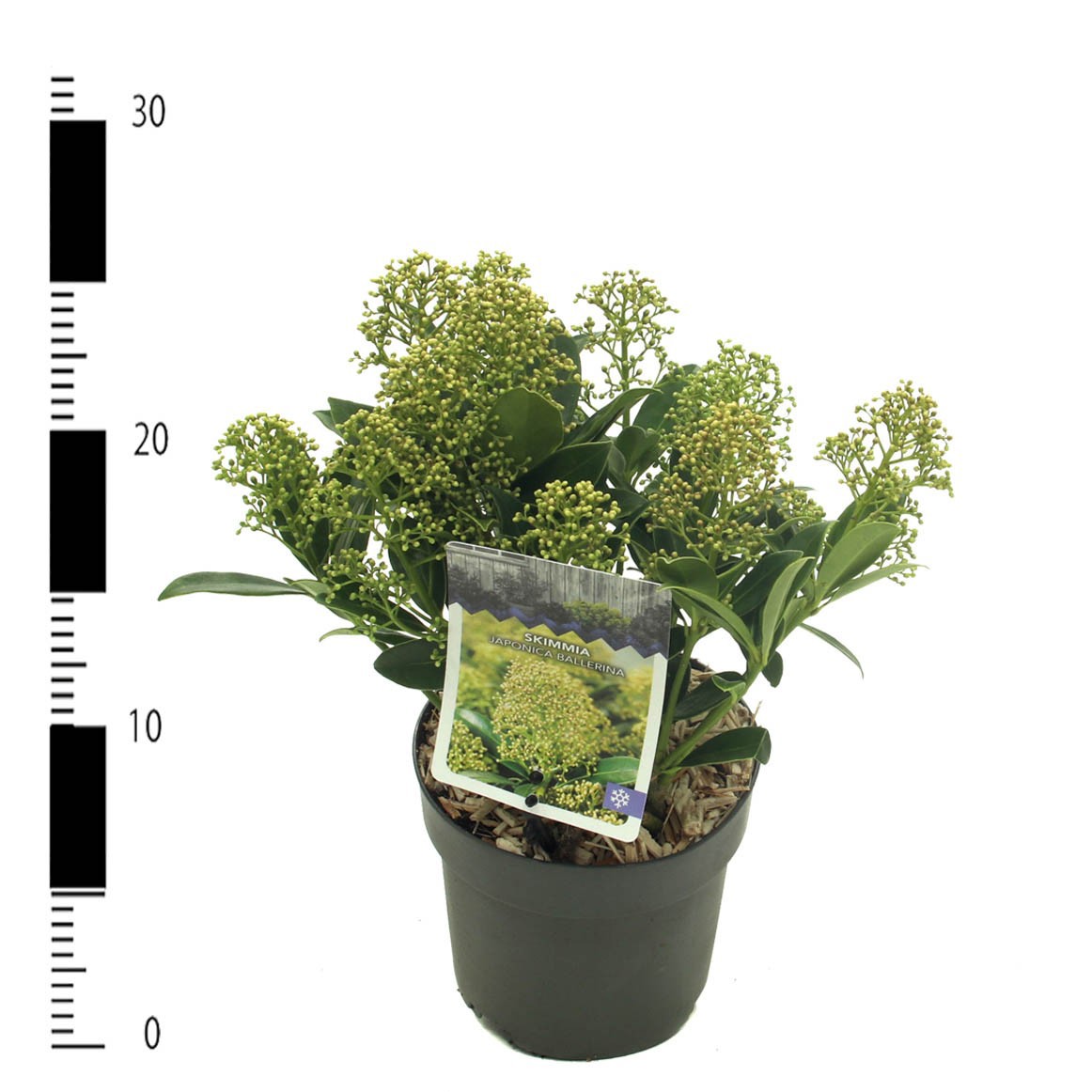 Picture of Skimmia japonica 'Ballerina'