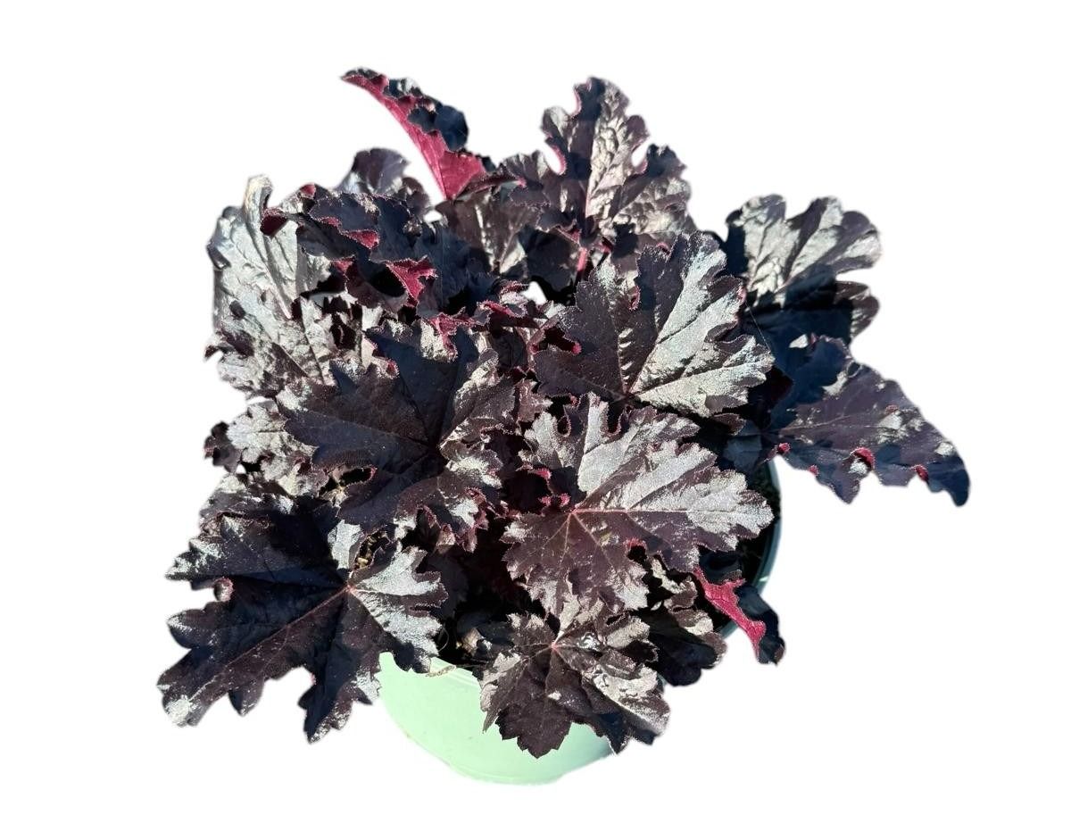 Heuchera 'Timeless Night'