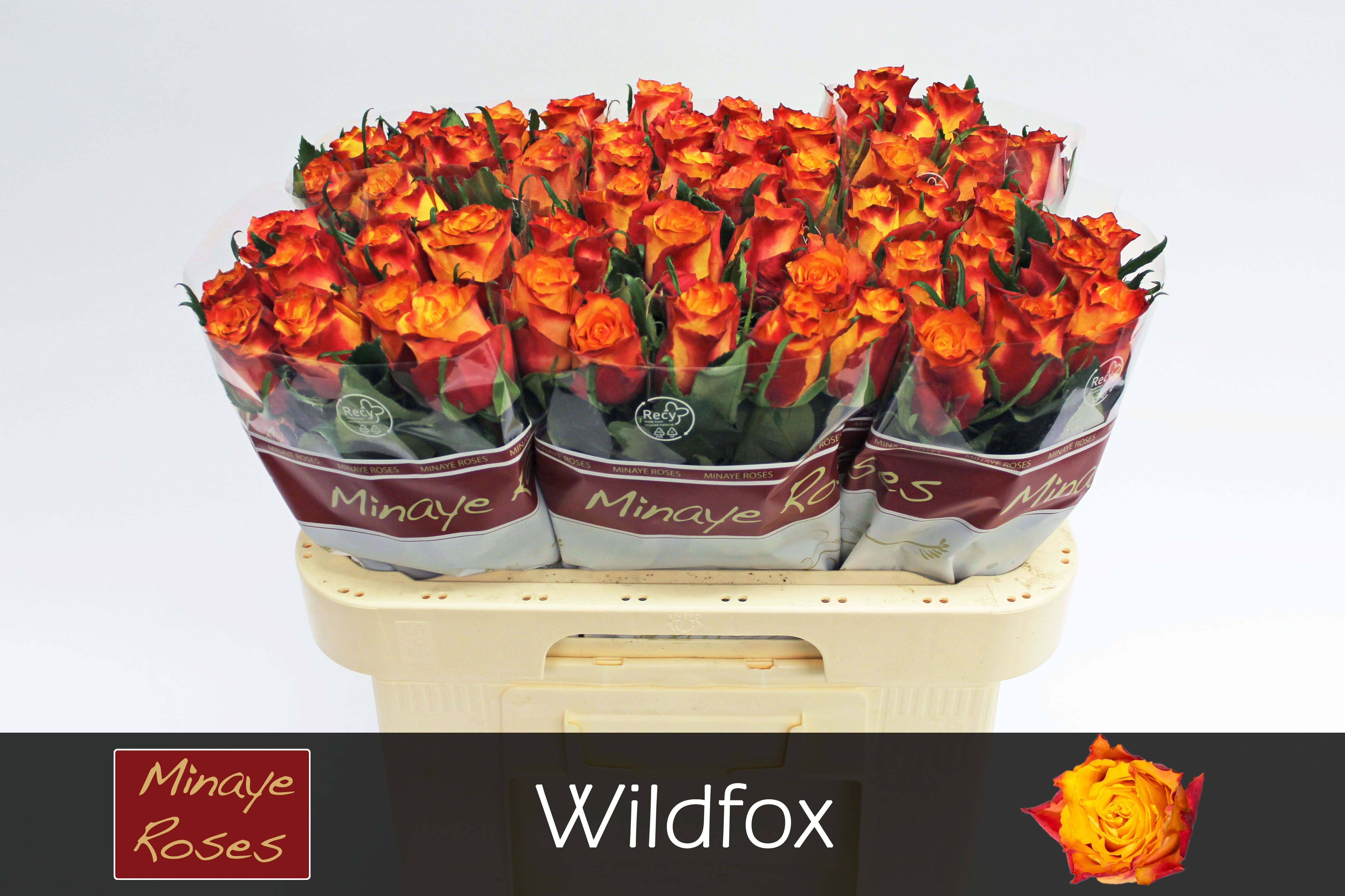 R Gr Wildfox
