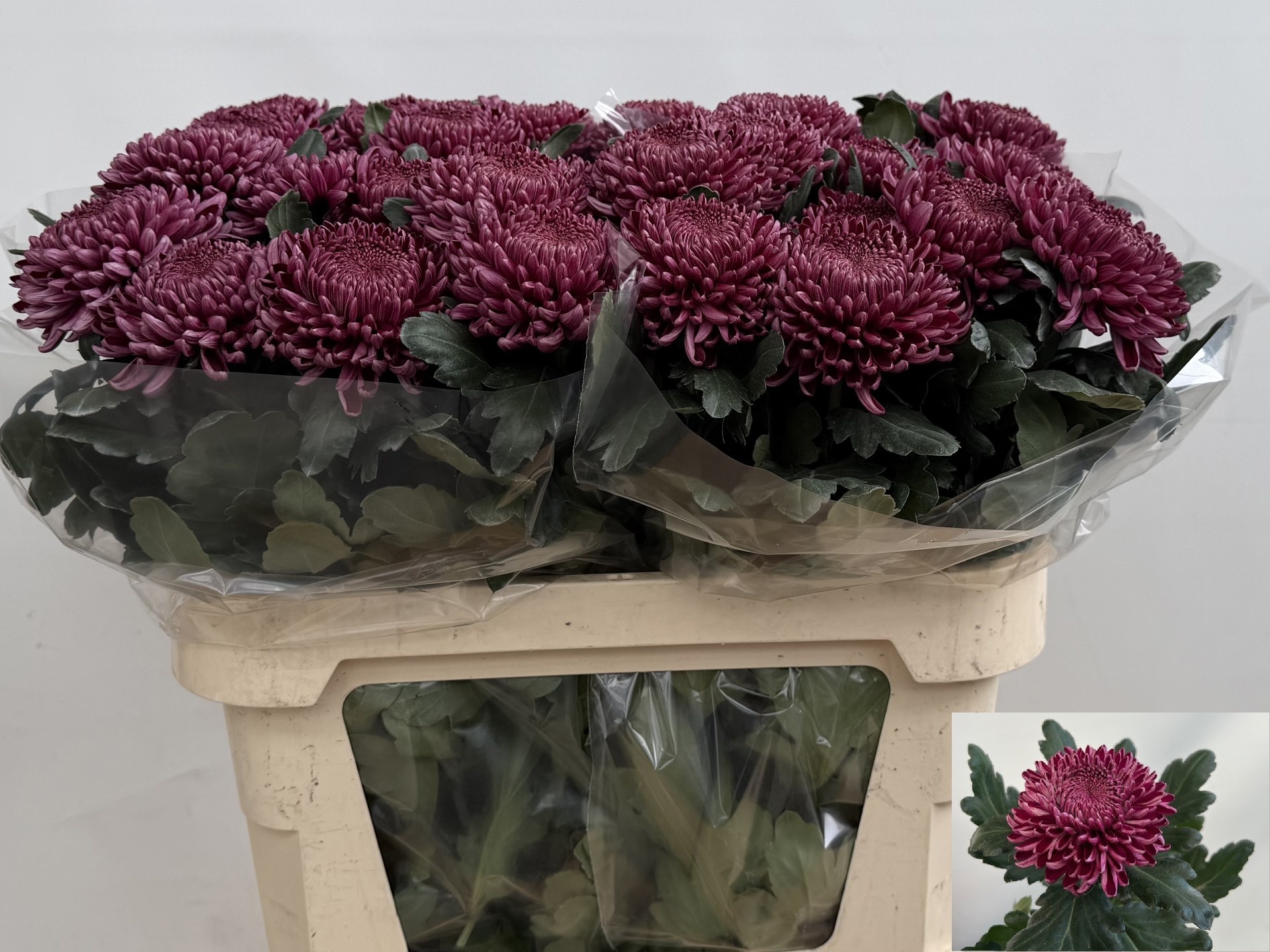 Chr G Bigoudi Purple