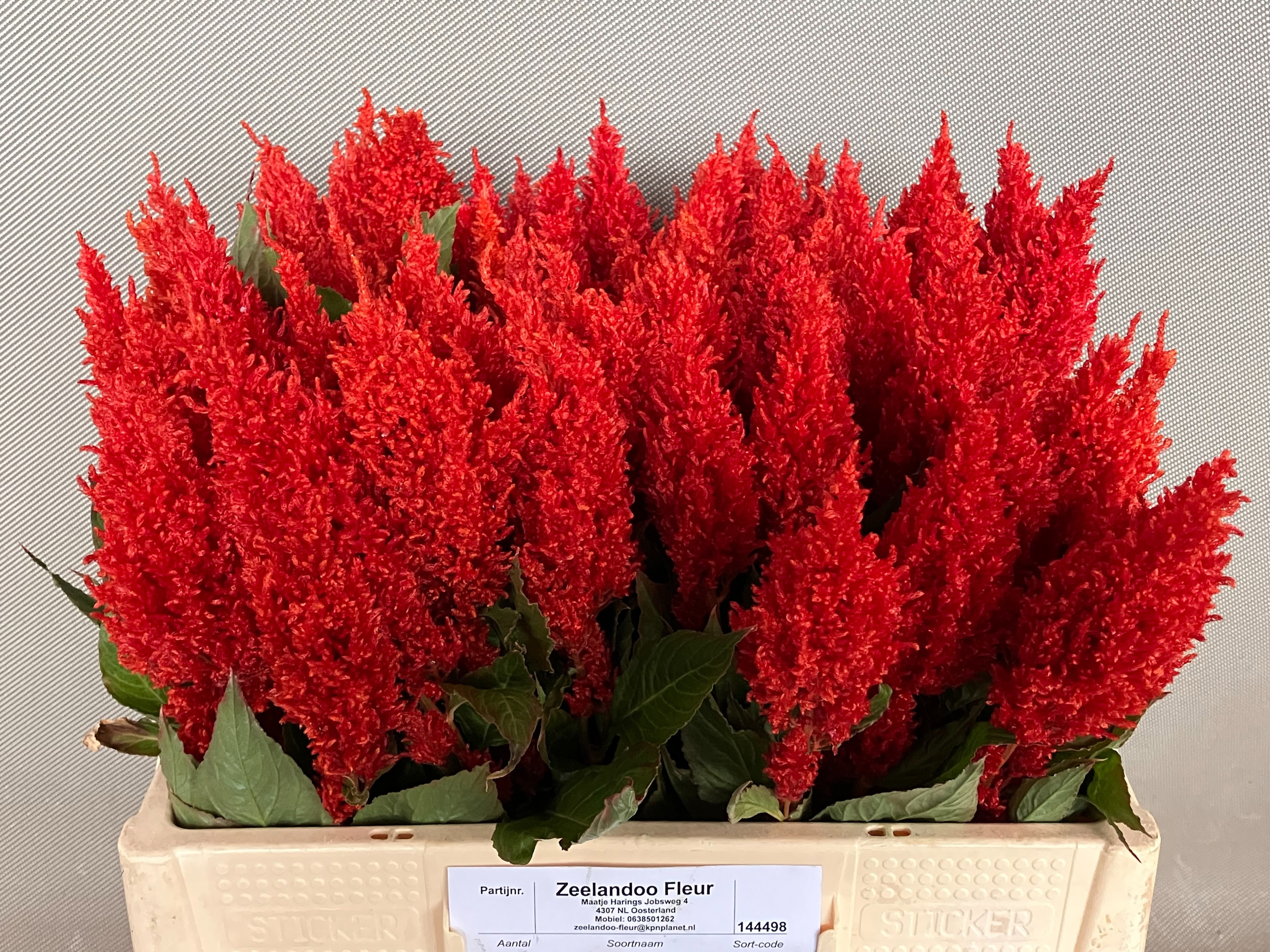 Celosia Feather Century Fire 50cm