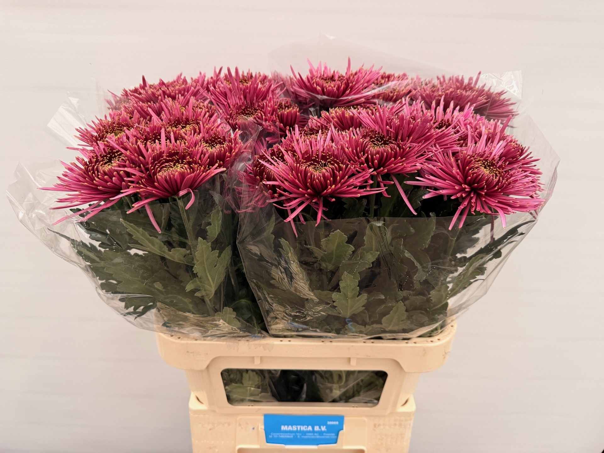 Chr G Tula Purple 80cm 90gram