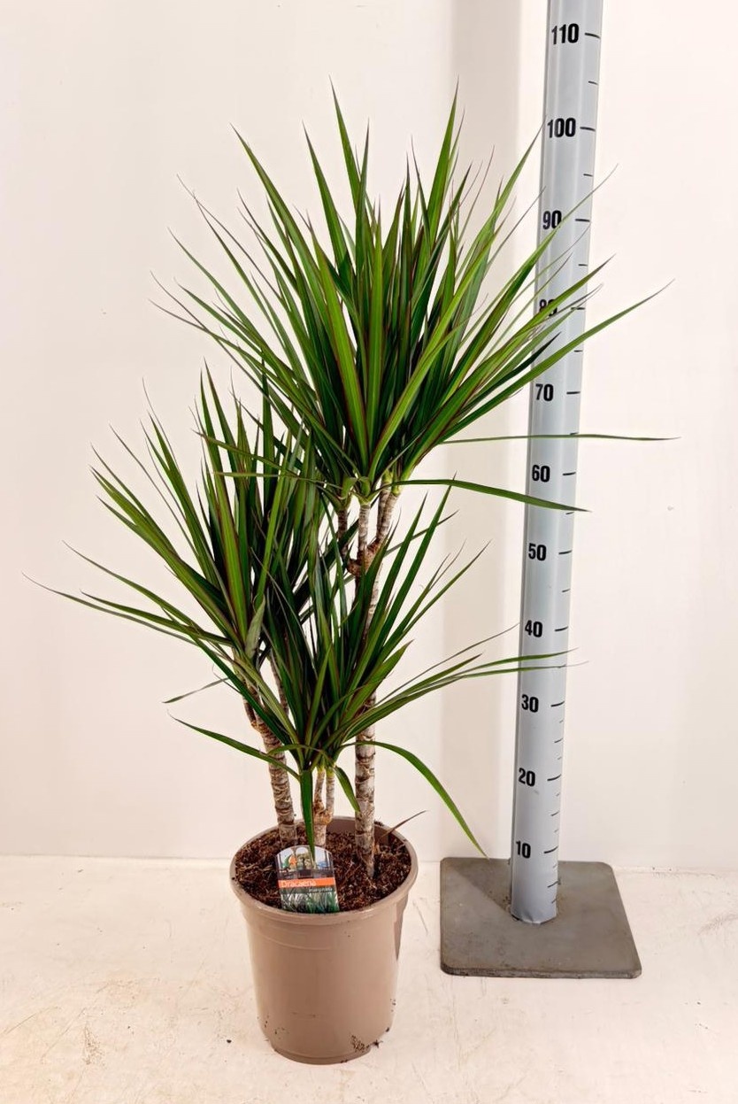 Dra Marginata 21P 100H 3stek 3kop