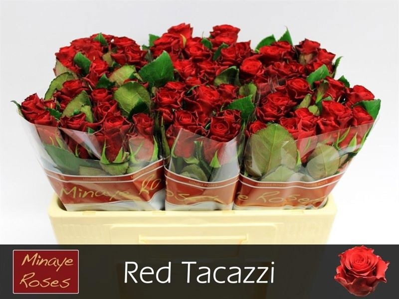 R Gr Red Tacazzi+