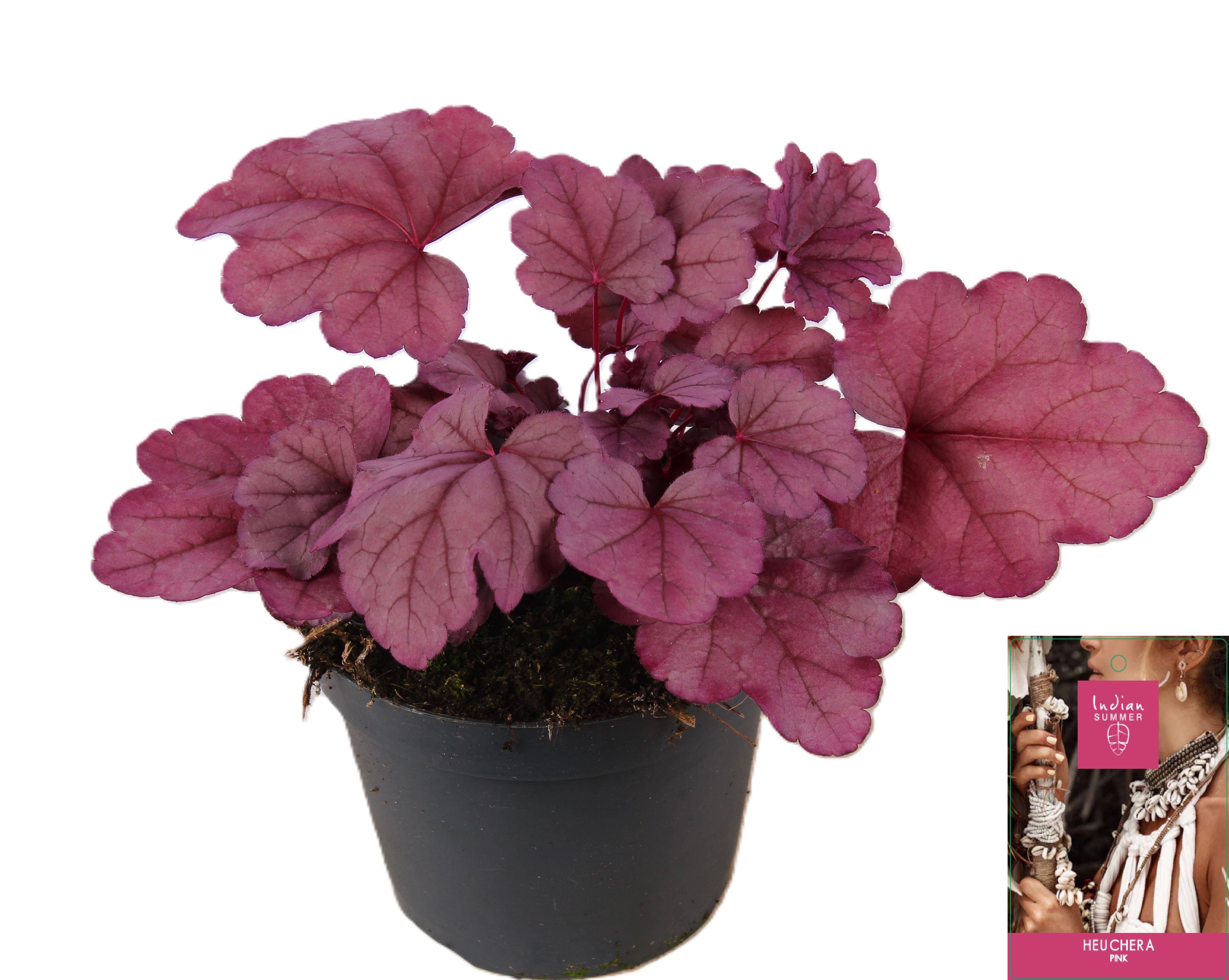 Picture of Heuchera Indian Summer Pink