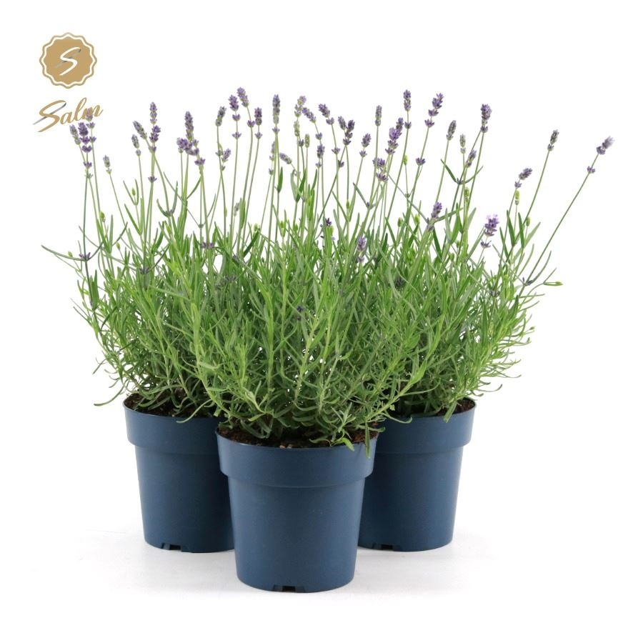 Picture of Lavandula ang. 'Felice'® Collection P15