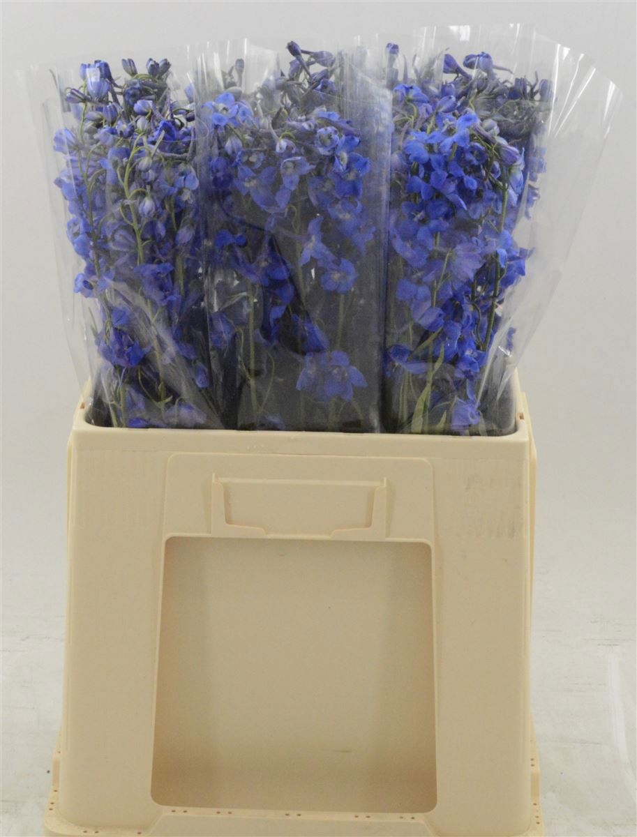 Delphinium Be Deldon Blue 60cm
