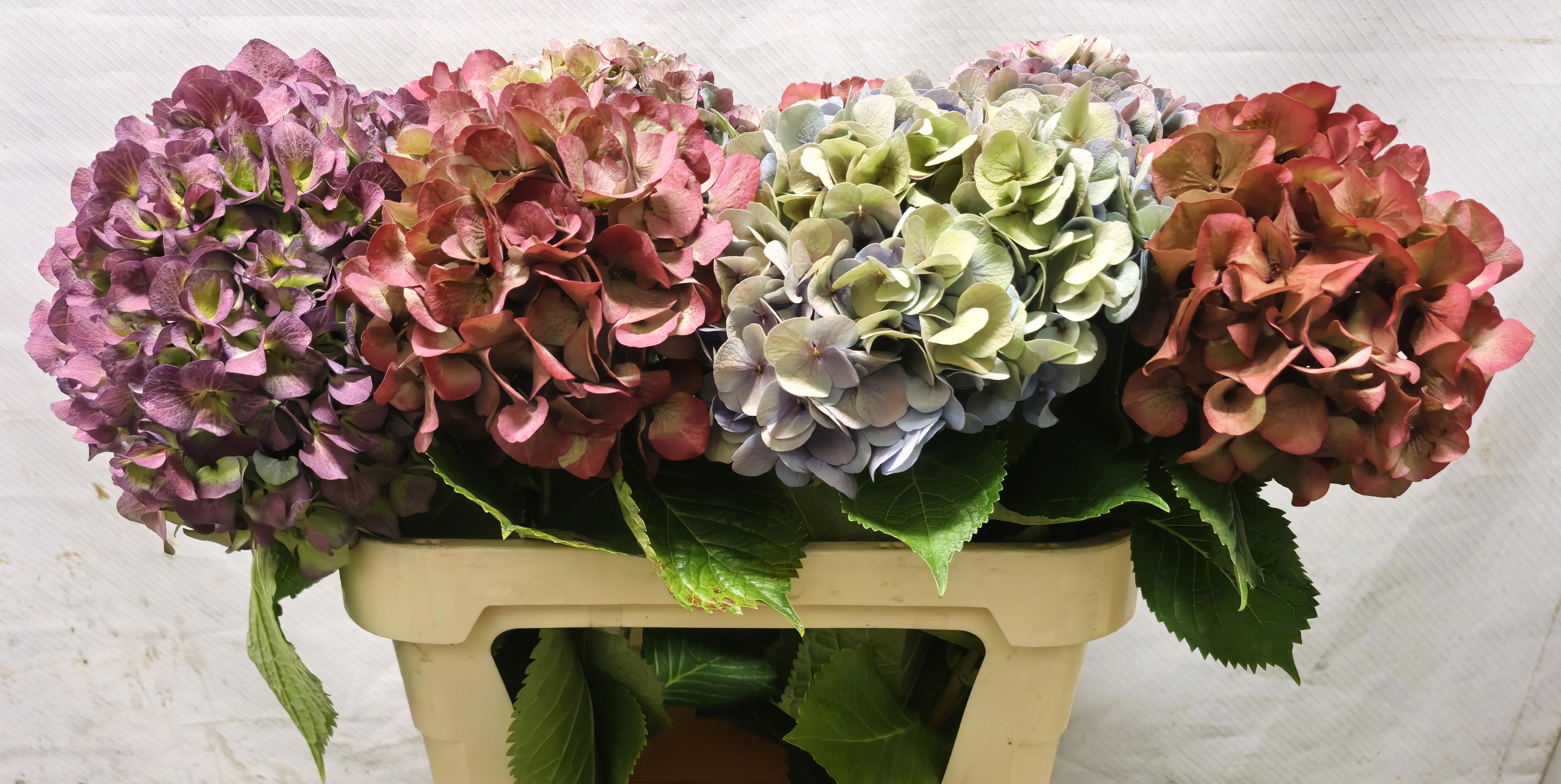 Hydrangea Antique 70cm 19Ø