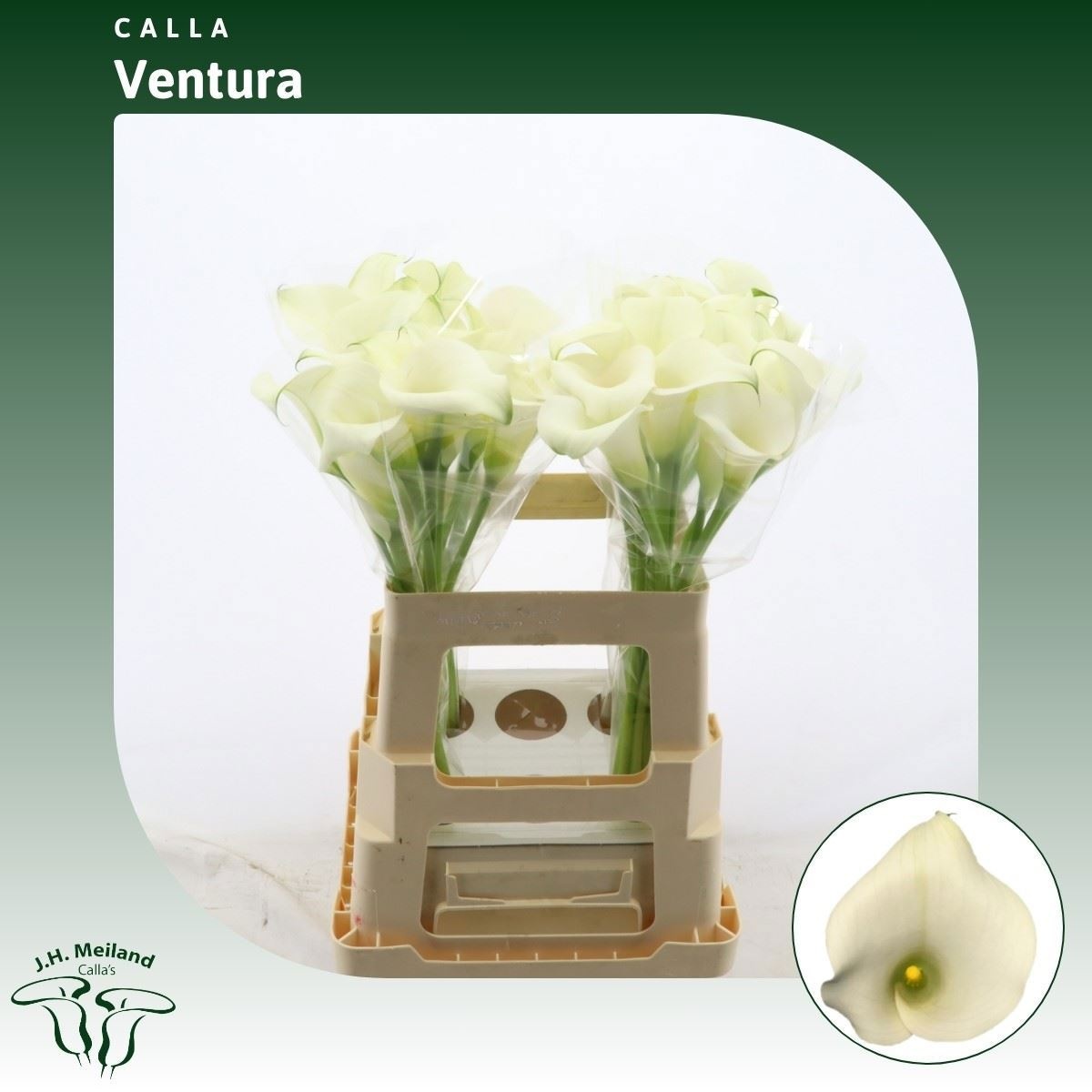 Calla Capt Ventura 60cm