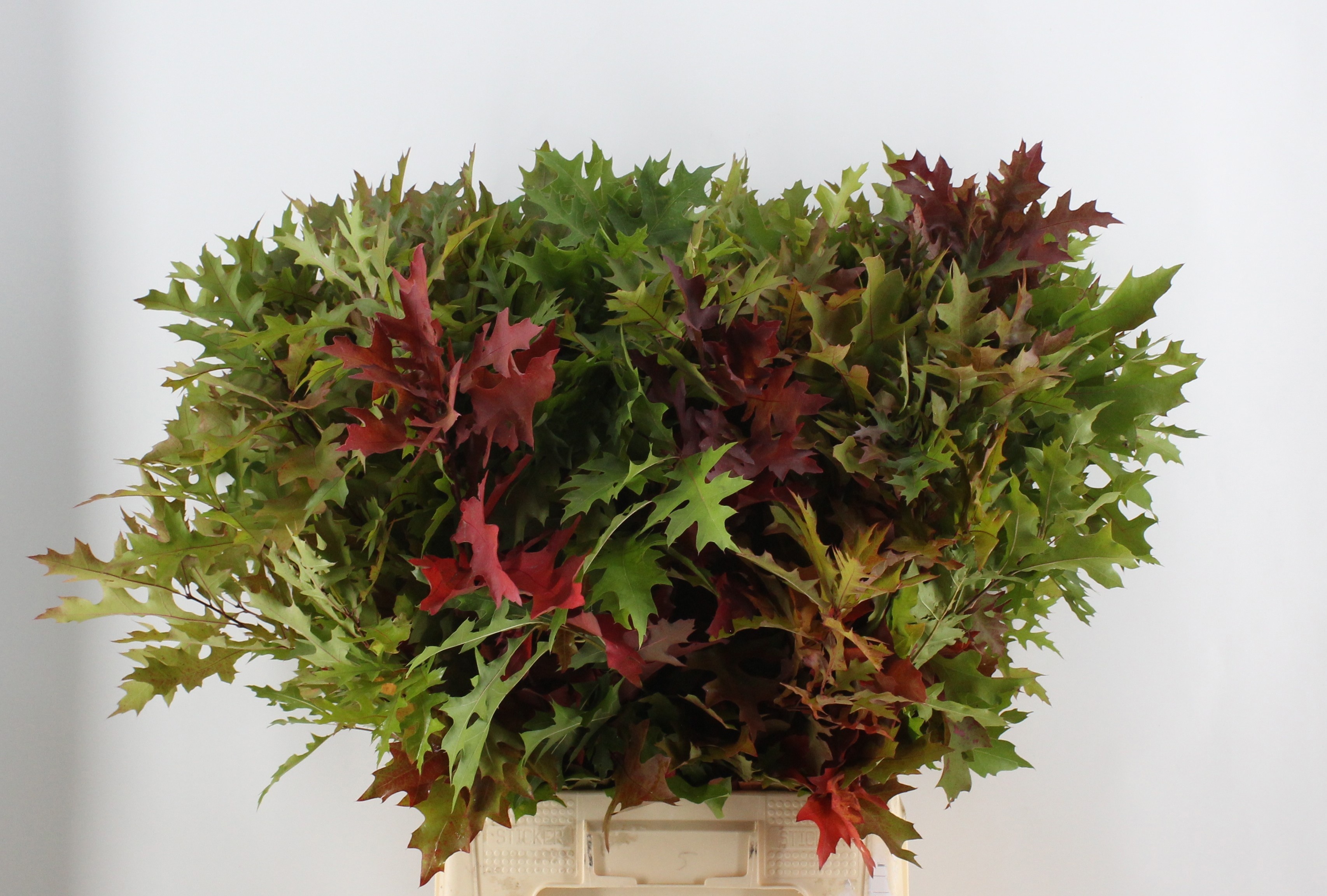 Quercus Palustris 80cm