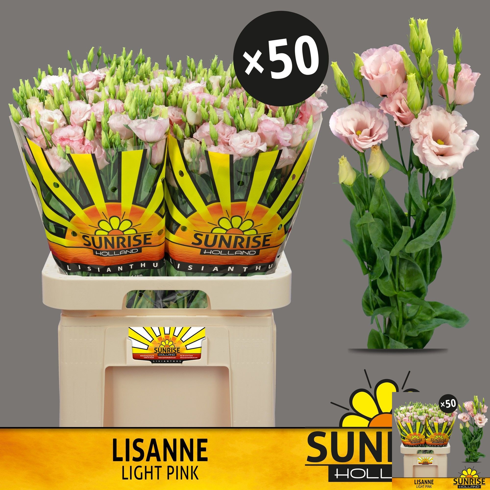 Lisianthus Double Lisanne Light Pink 70cm