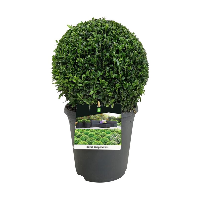 Picture of Buxus sempervirens