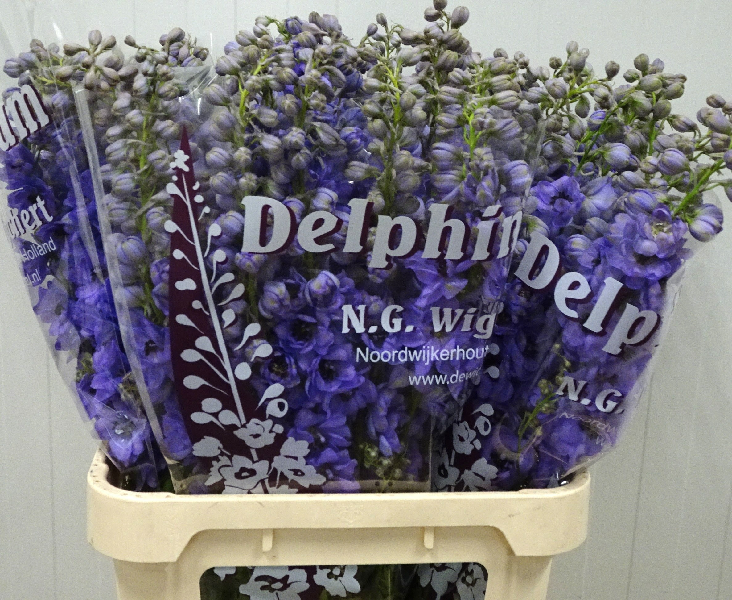 Delph El Dewi Blac P