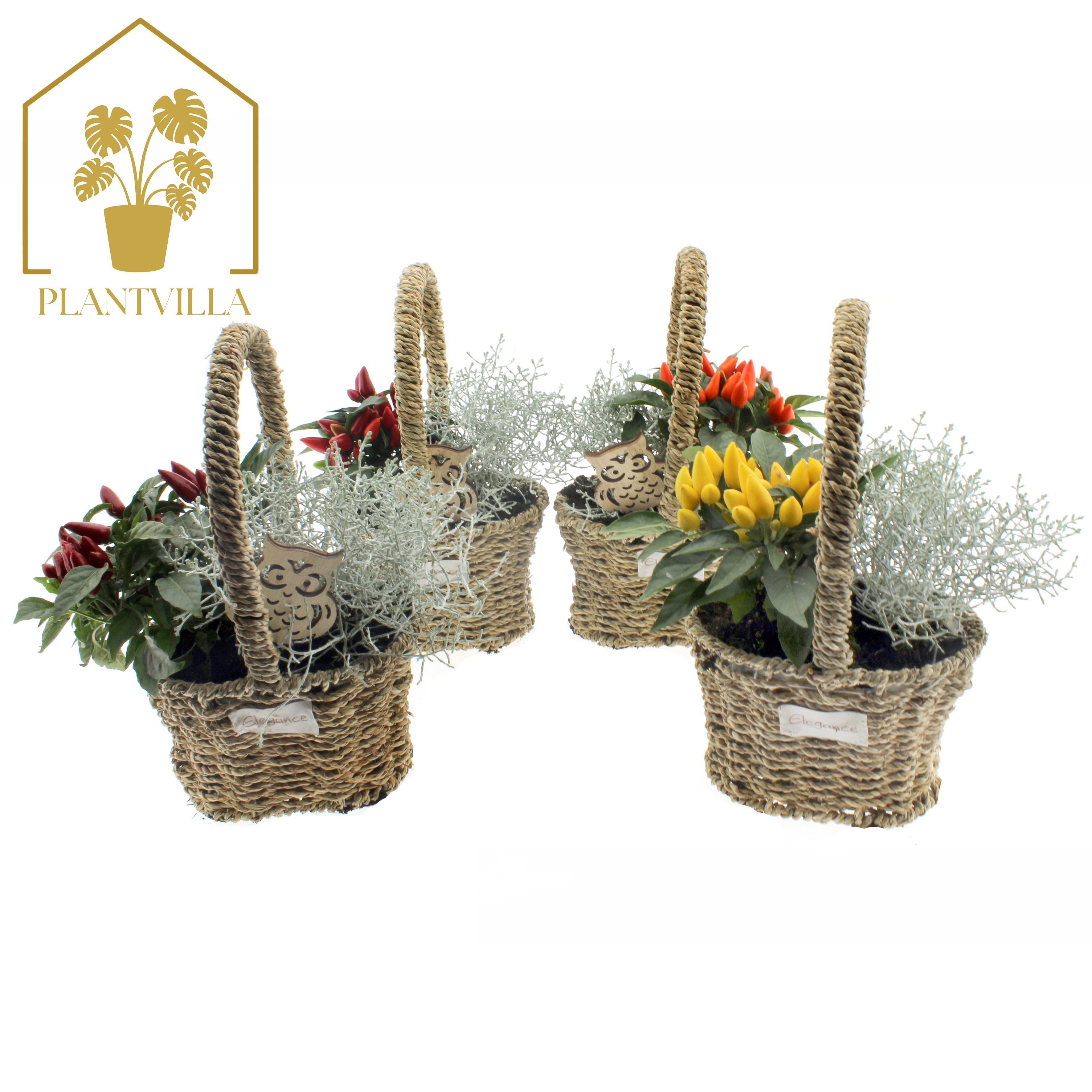 Arr Tuinplanten 18P 35cm 99bloei