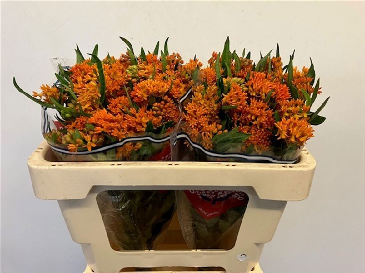 Asclepias Tuberosa 50cm