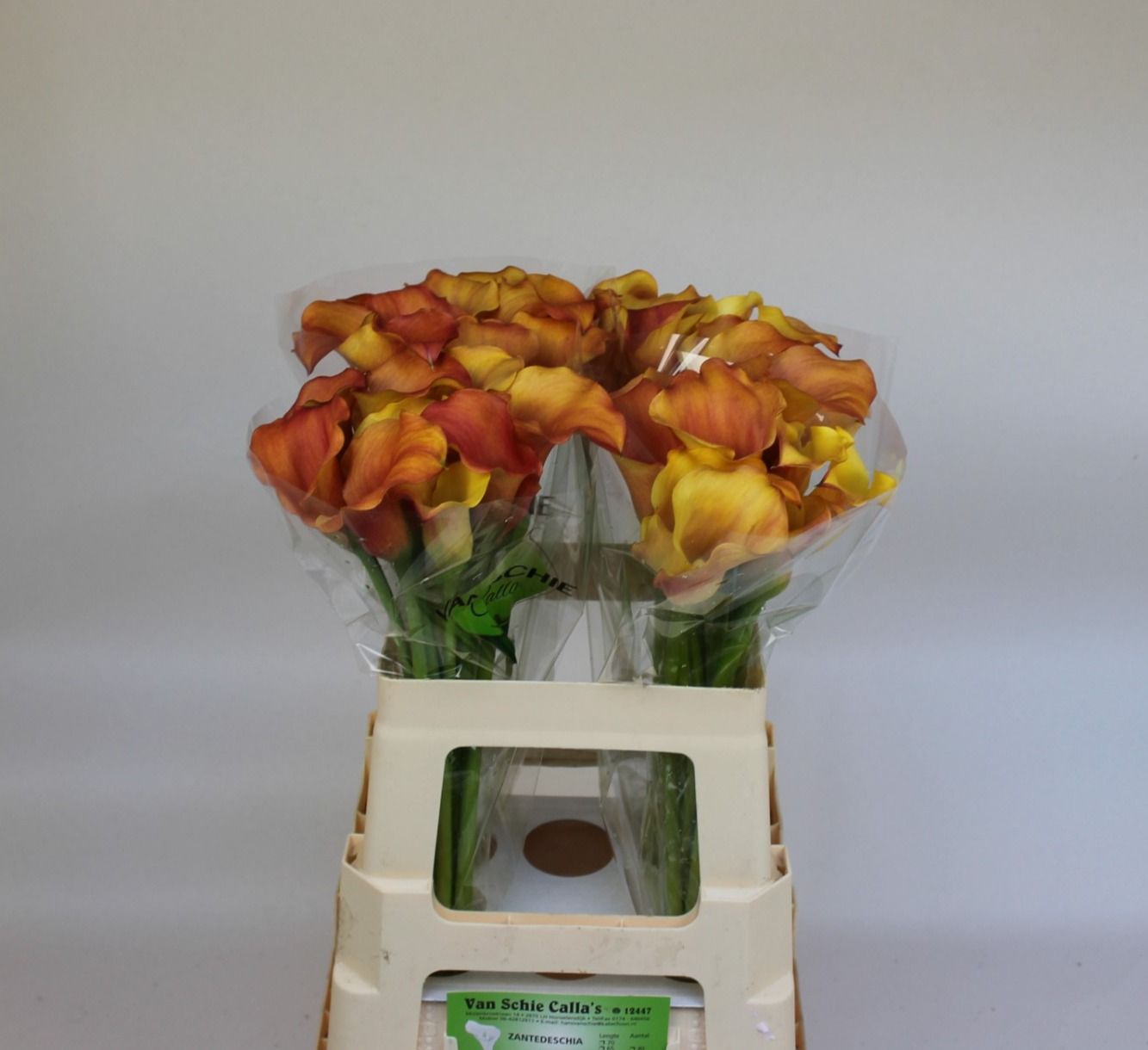 Calla Sunset Passion 60cm
