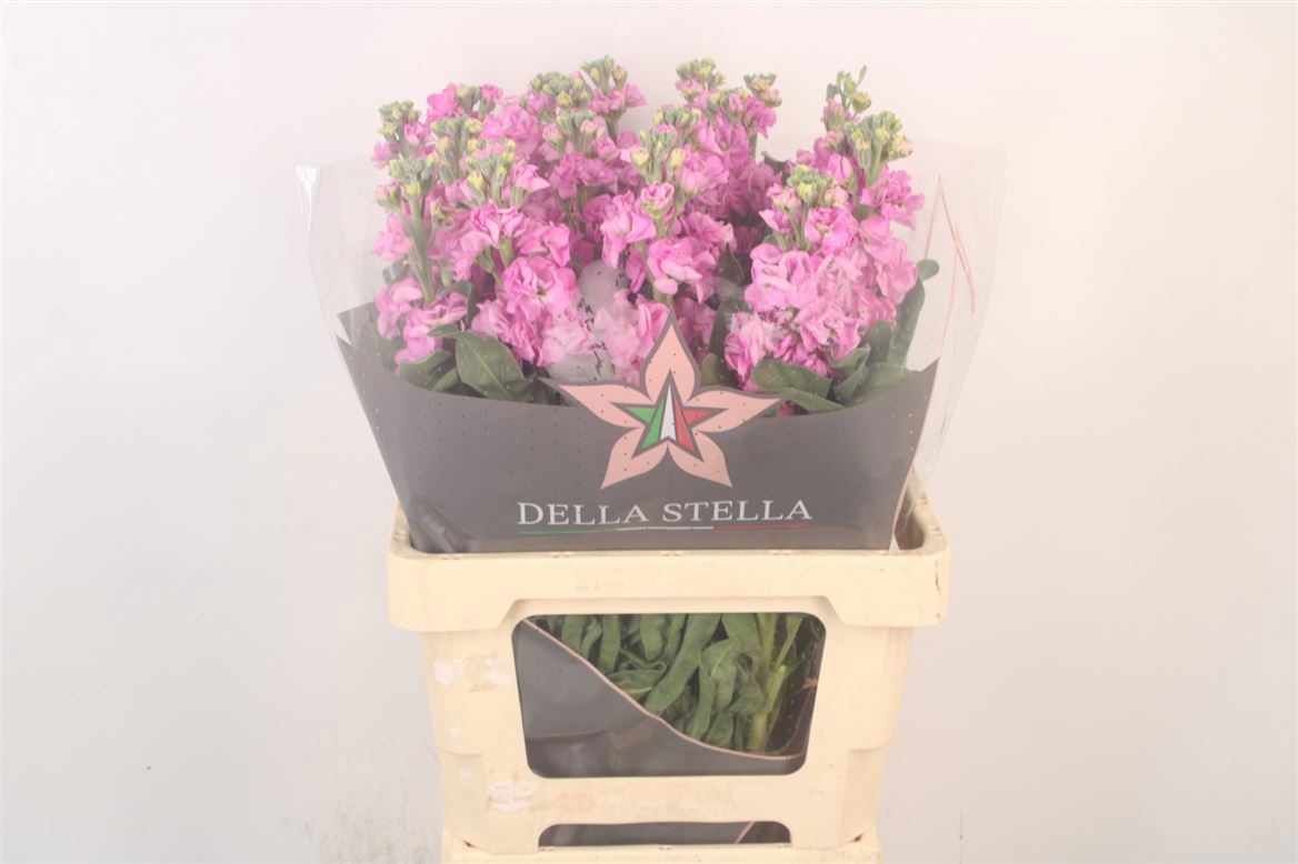 Matth Iron Pink 70cm