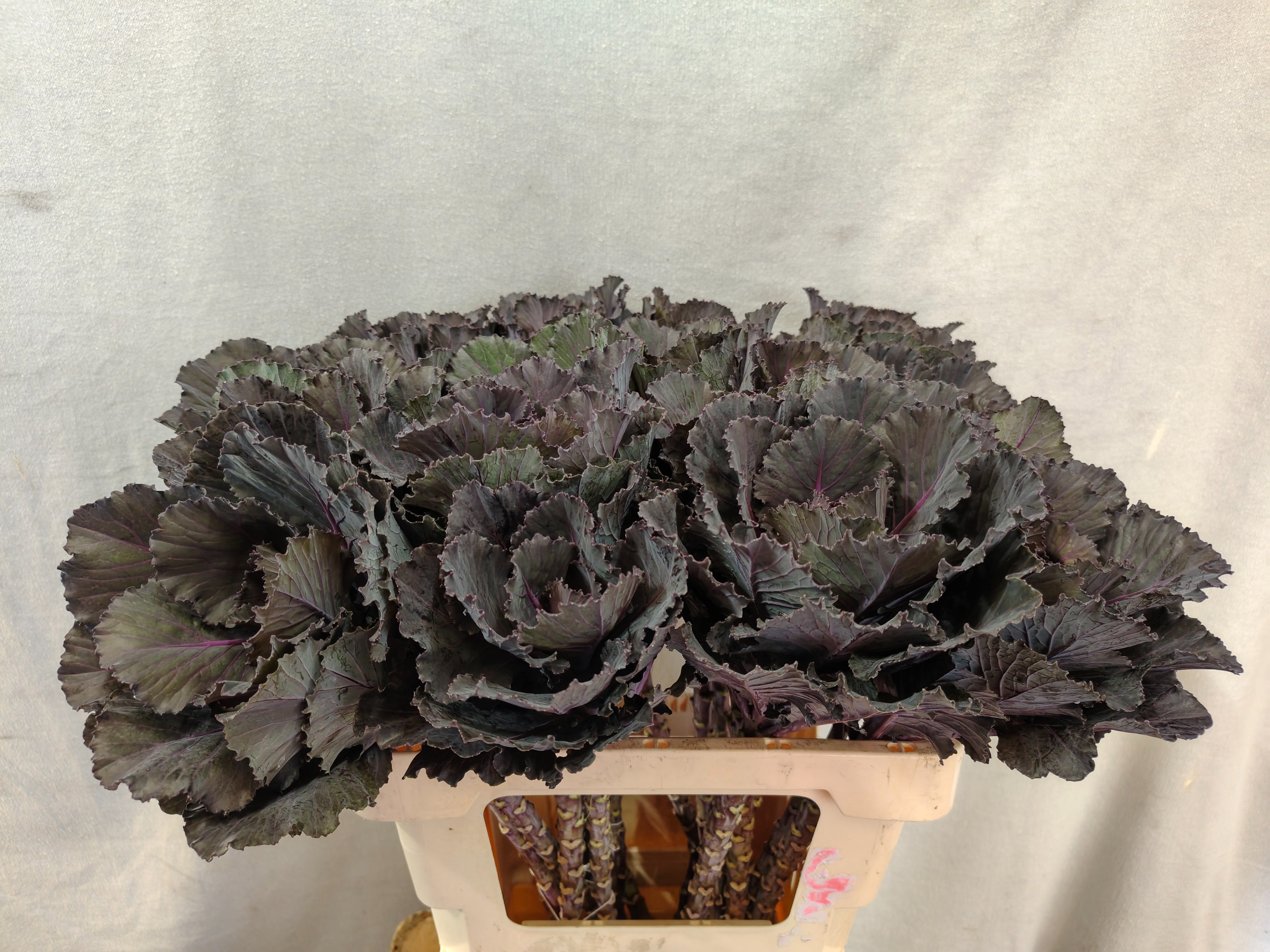 Brassica Black Leaf 60cm