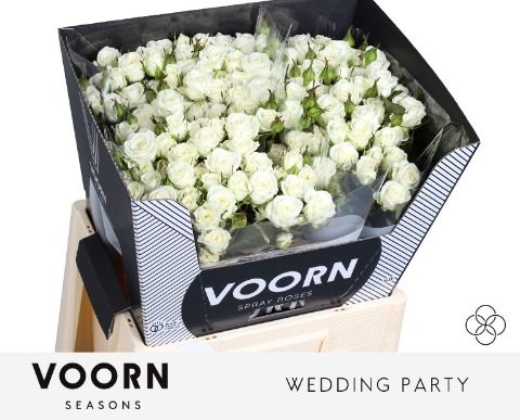 R Tr Wedding Party