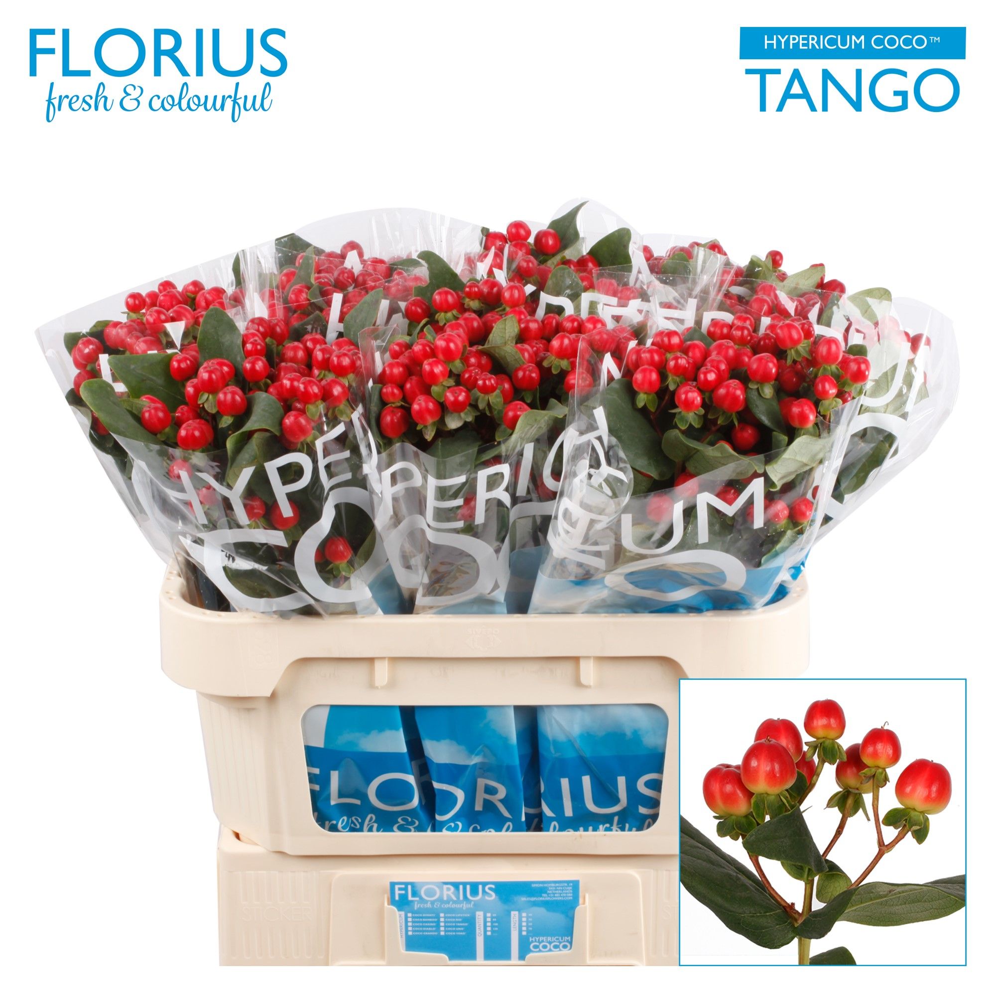 Hypericum Coco Tango Red Sup 70cm