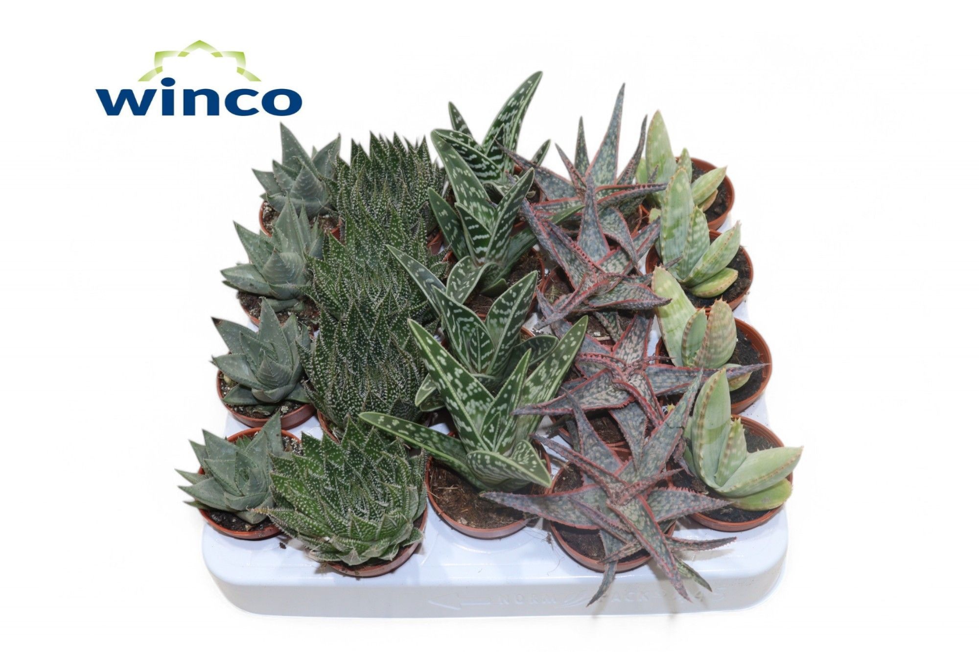 Aloe Gem 505P 12H