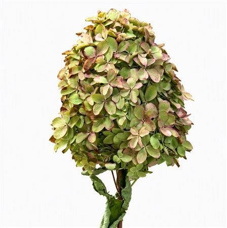 Dried/preserved Flowers Misc 50cm