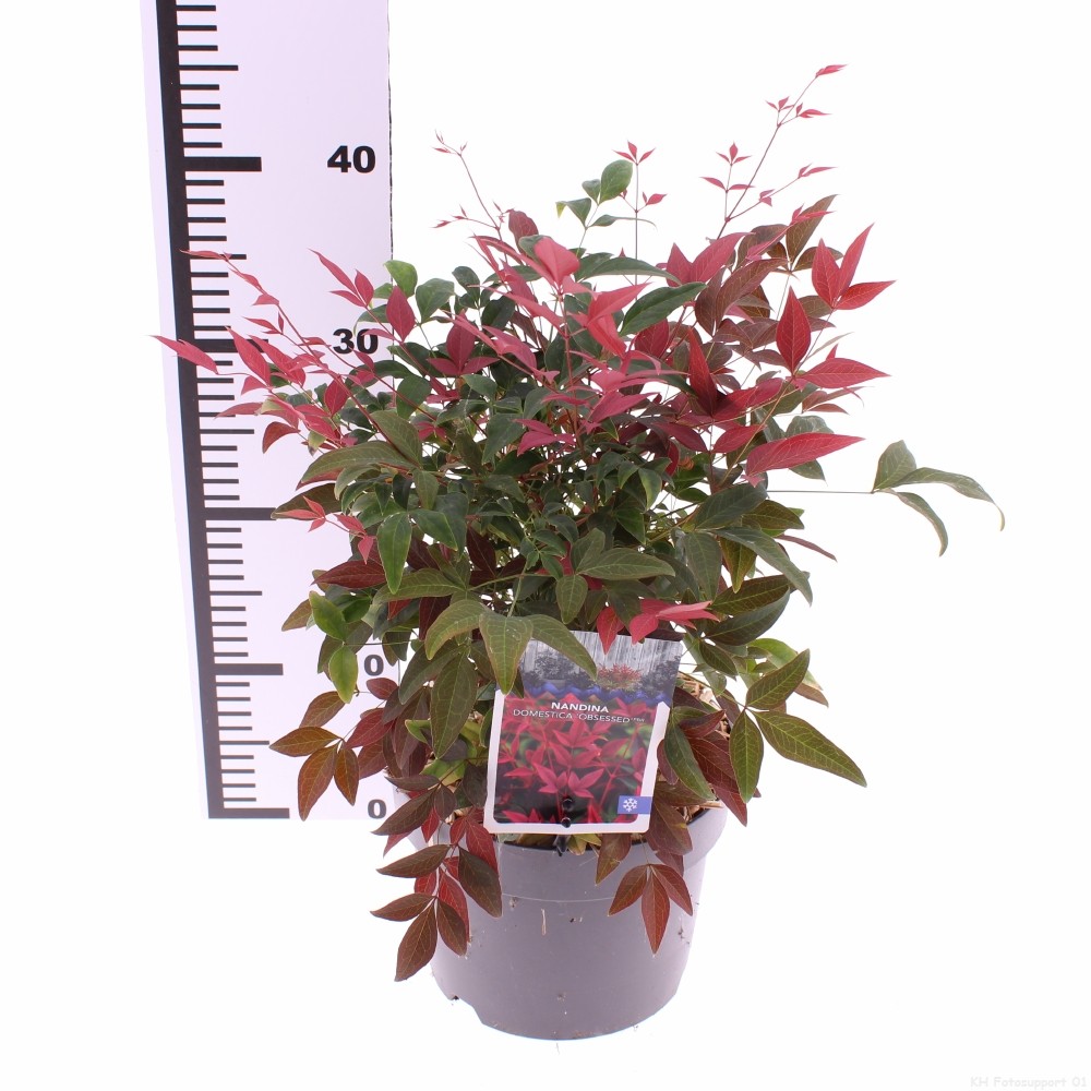 Picture of Nandina domestica 'Obsessed'