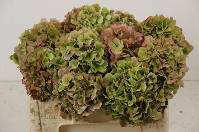 Hydrangea Verena Classic Red Green 50cm 16Ø