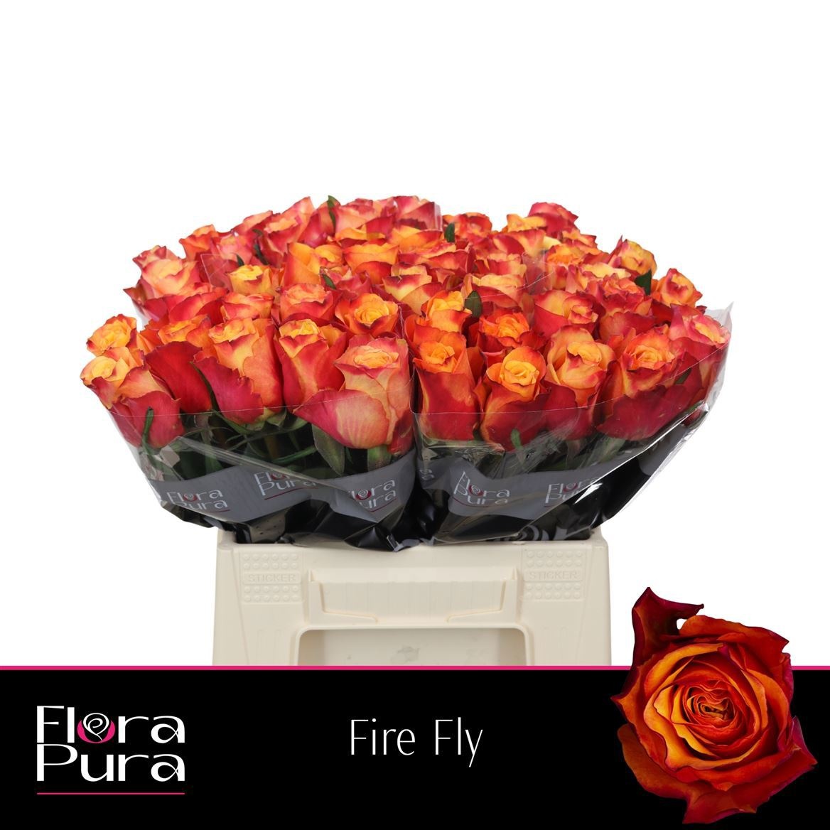 R Gr Fire Fly
