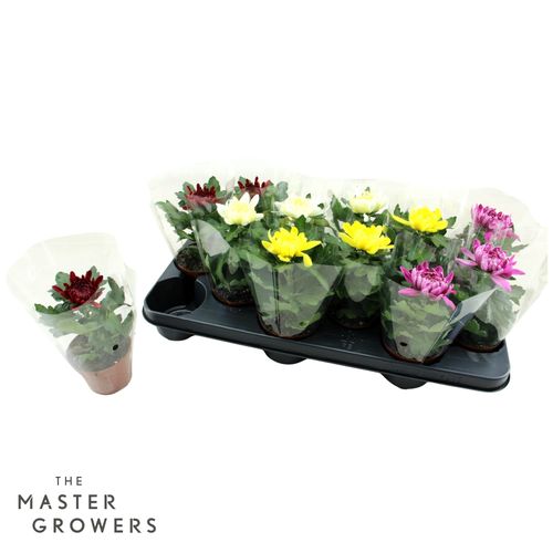 Deco Chrysant Cosmo 1pp Mix p9 Master