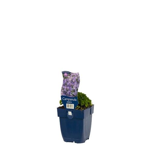 Campanula garganica