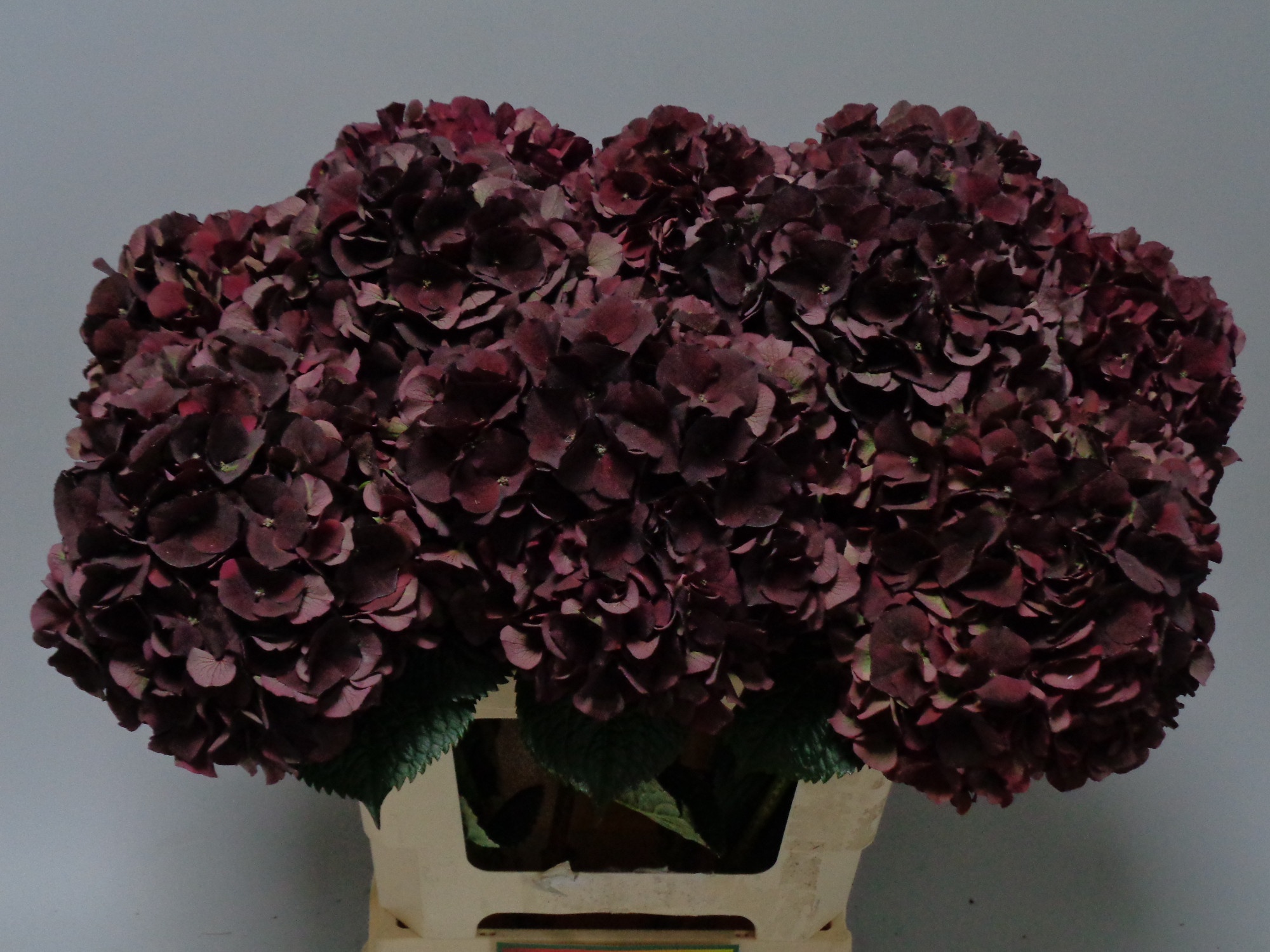 Hydrangea Dark Ruby Classic 60cm 17Ø
