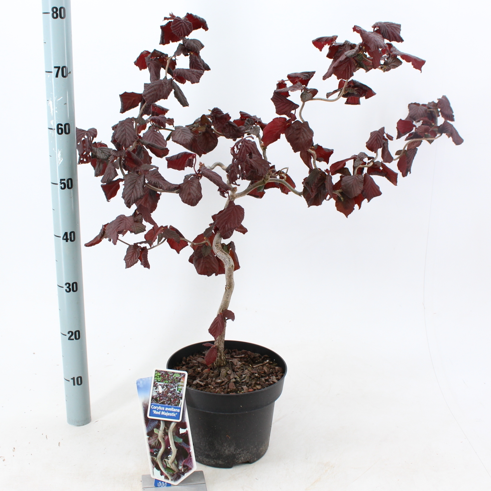 Picture of Corylus avellana 'Red Majestic'