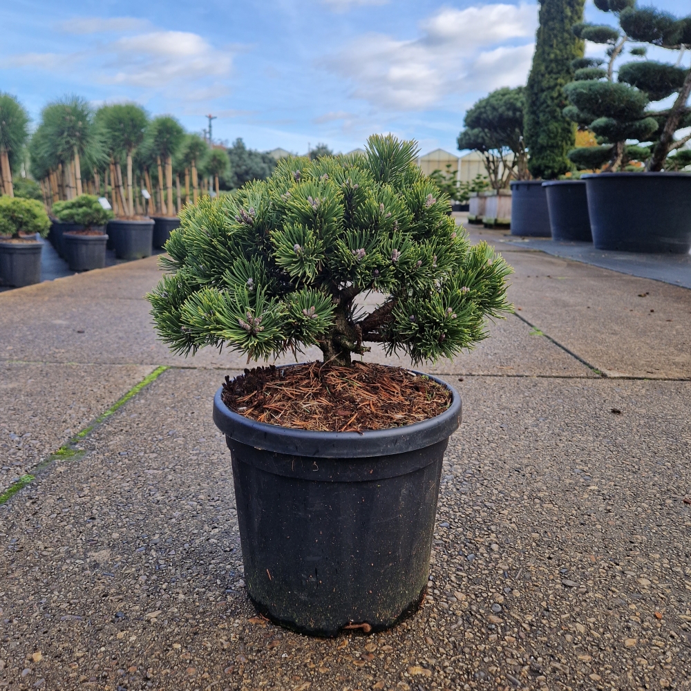 Picture of Pinus mugo Sherwood Compact C6 25/+ (LOOSE)