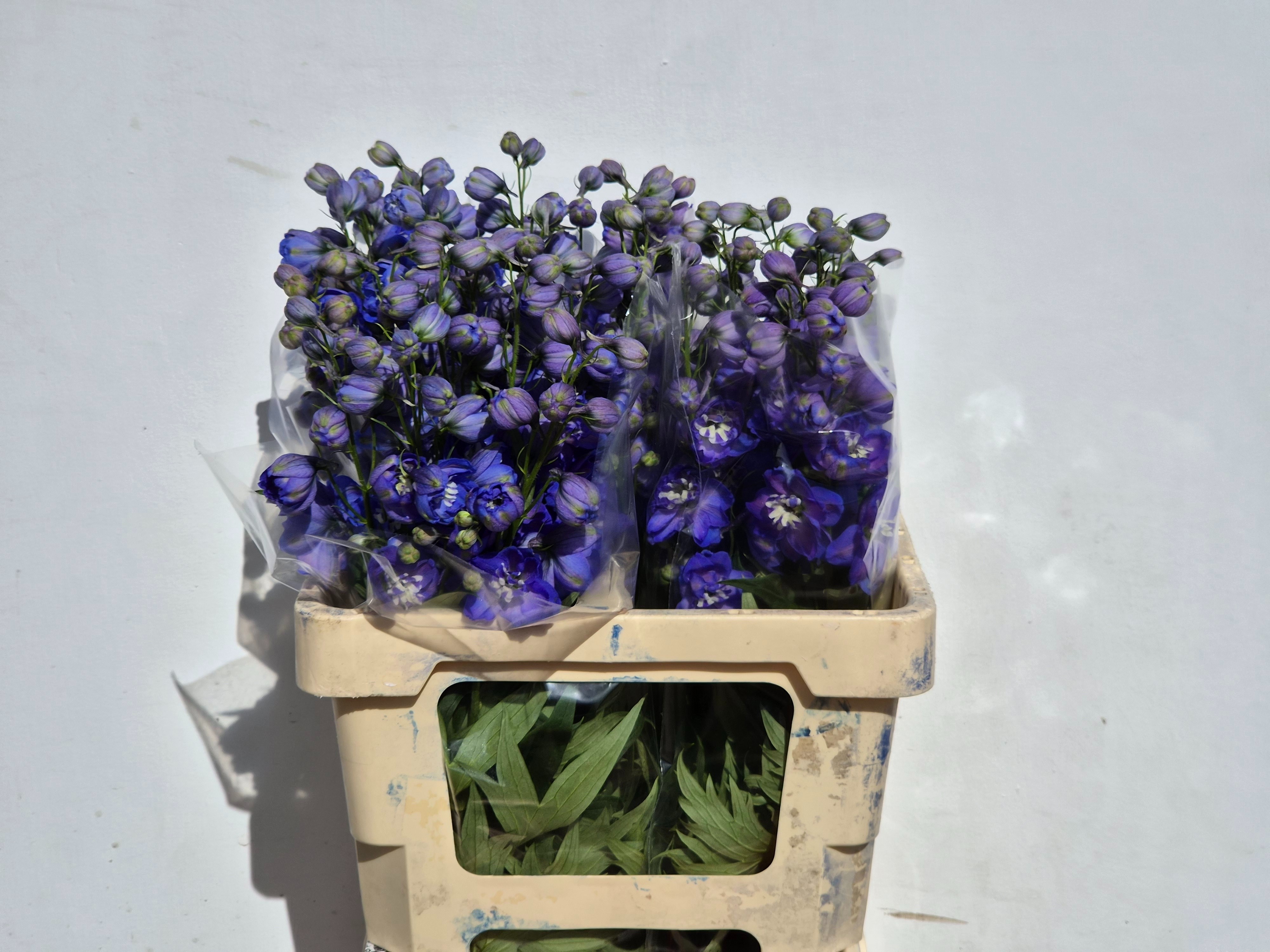 Delphinium El Double Delphi's Morning Light 60cm