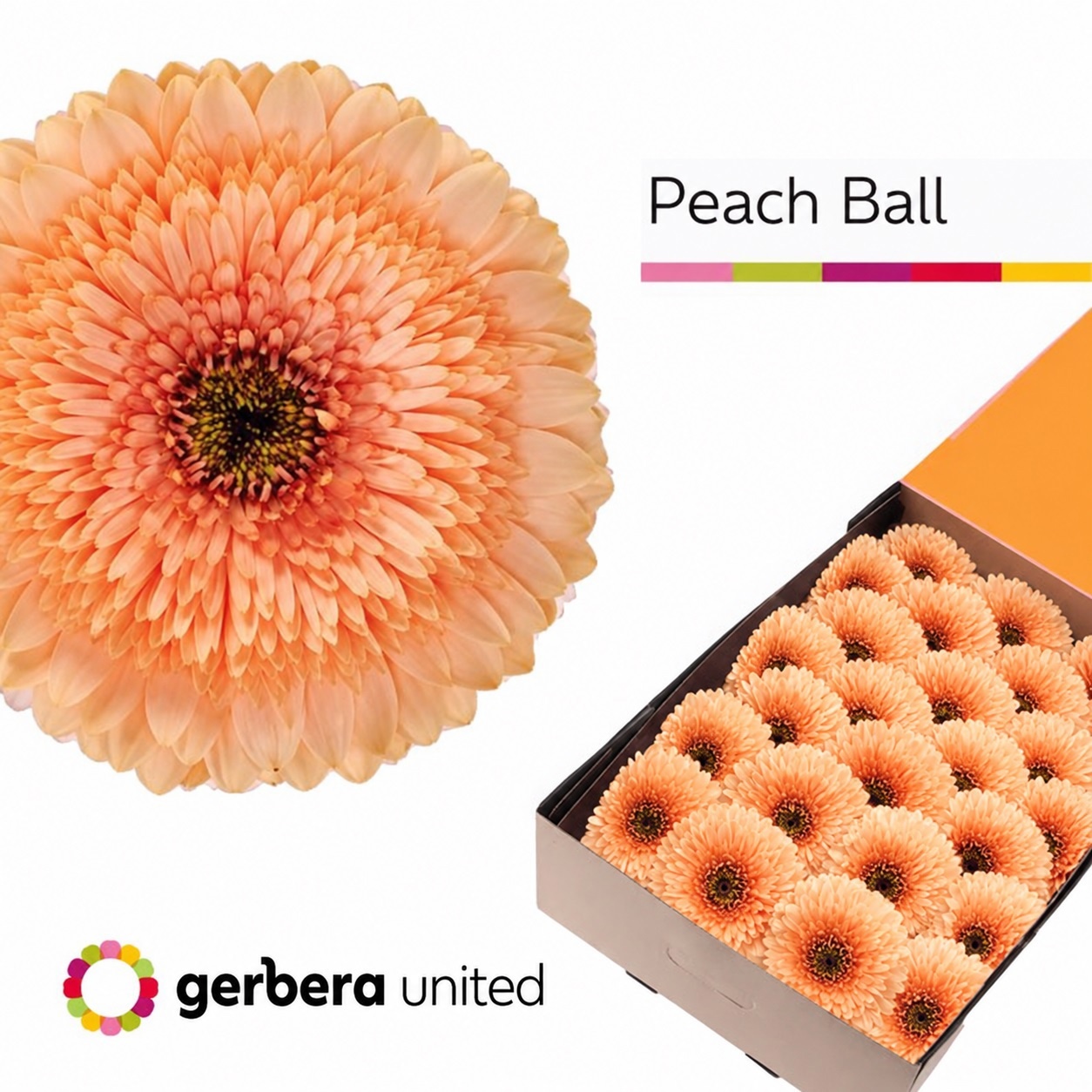 Gerbera Sphere Pomponi Peach Ball 45cm 10cm Hd