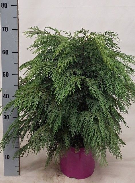 Cham La Globosa 23Ø 65cm