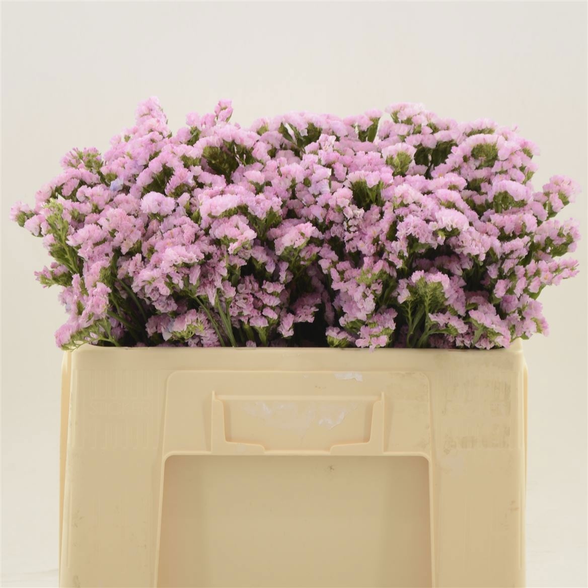 Limonium St Lucia Pink 50cm 20gram