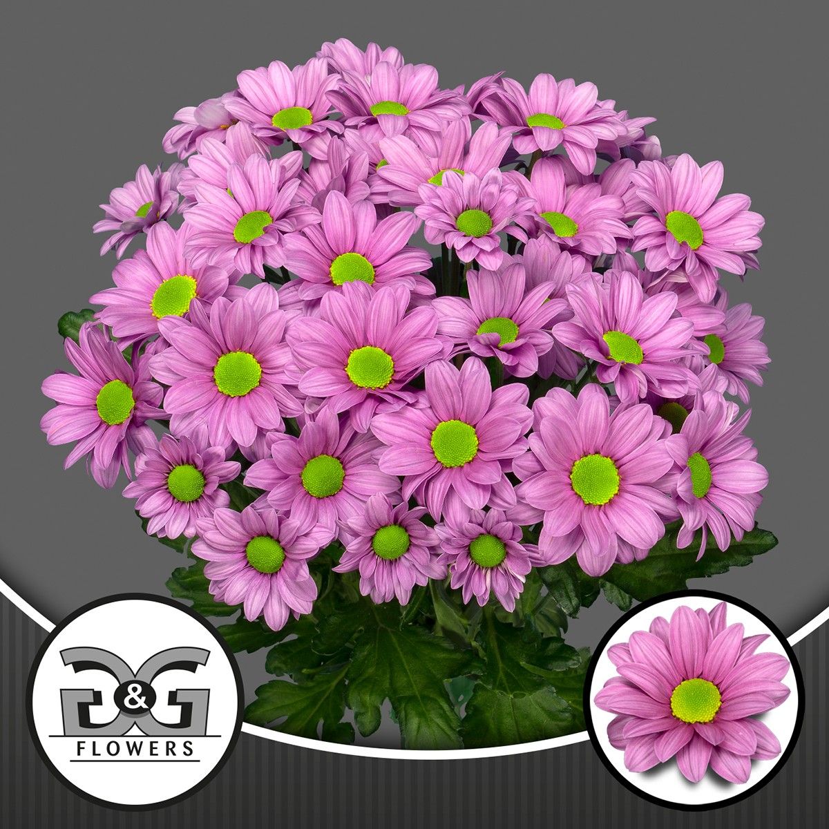 Chrysanthemum Spray Ballerina 75gram