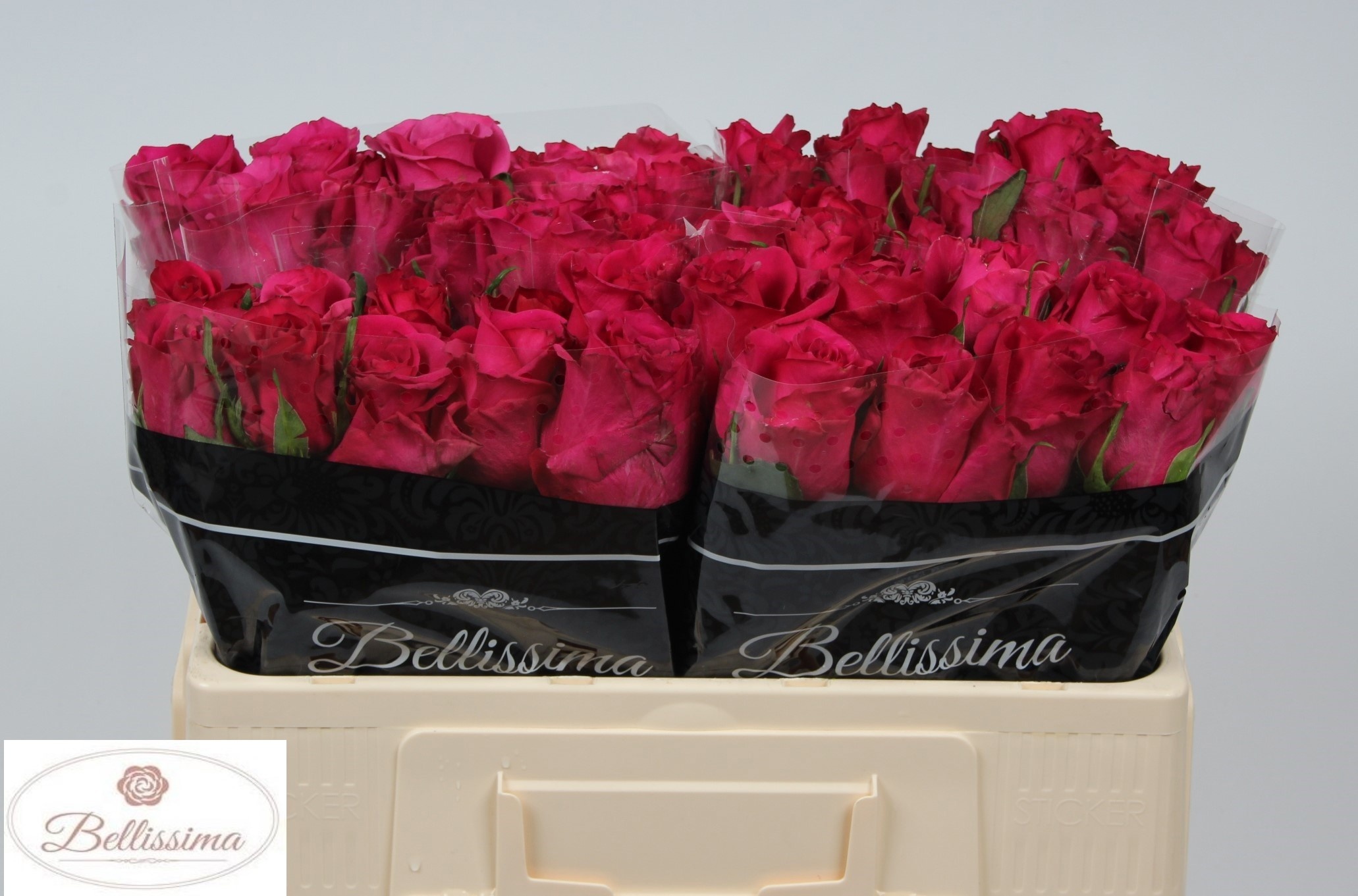 Rosa Pink Floyd 50cm
