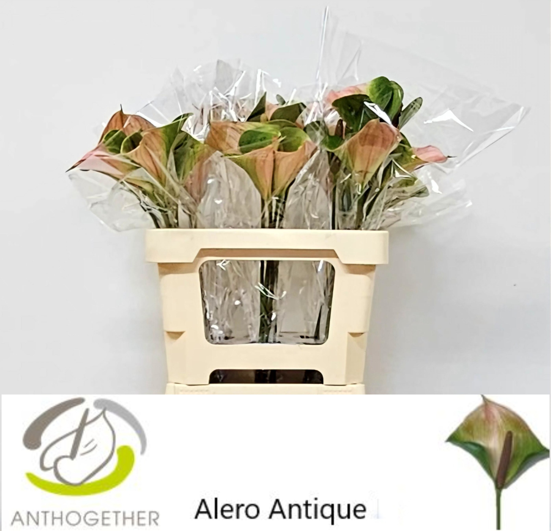 Anth Alero
