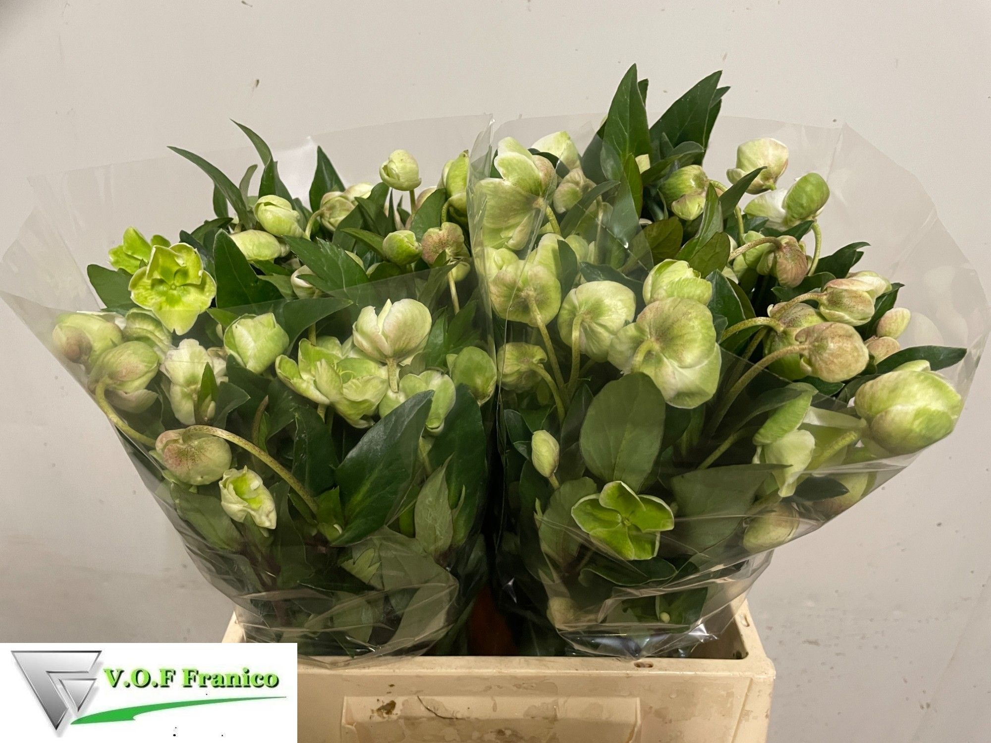 Helleborus Winterbells 40cm