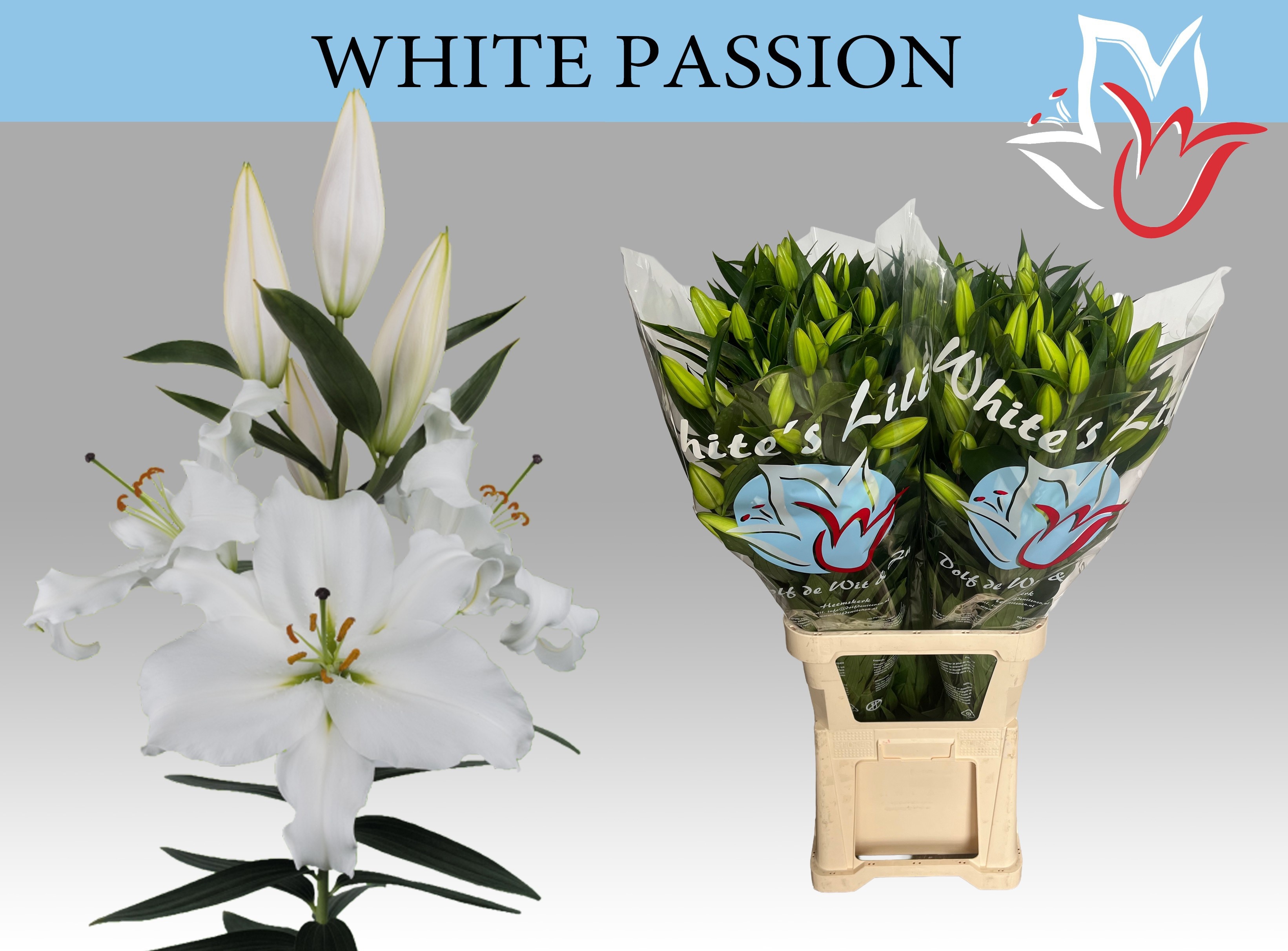 Li Or White Passion