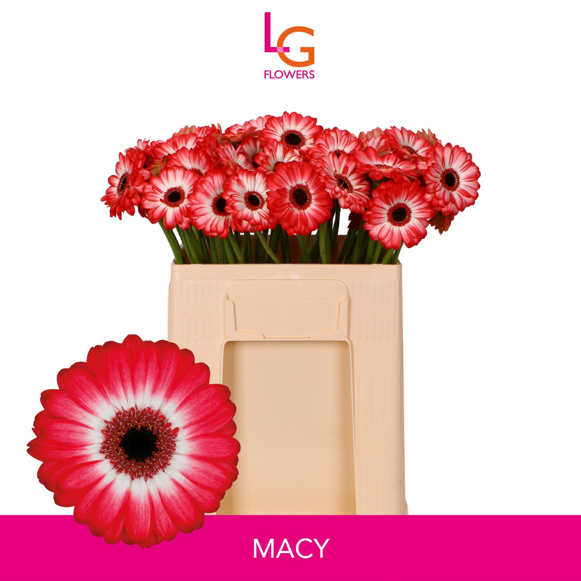 Gerbera Mini Macy