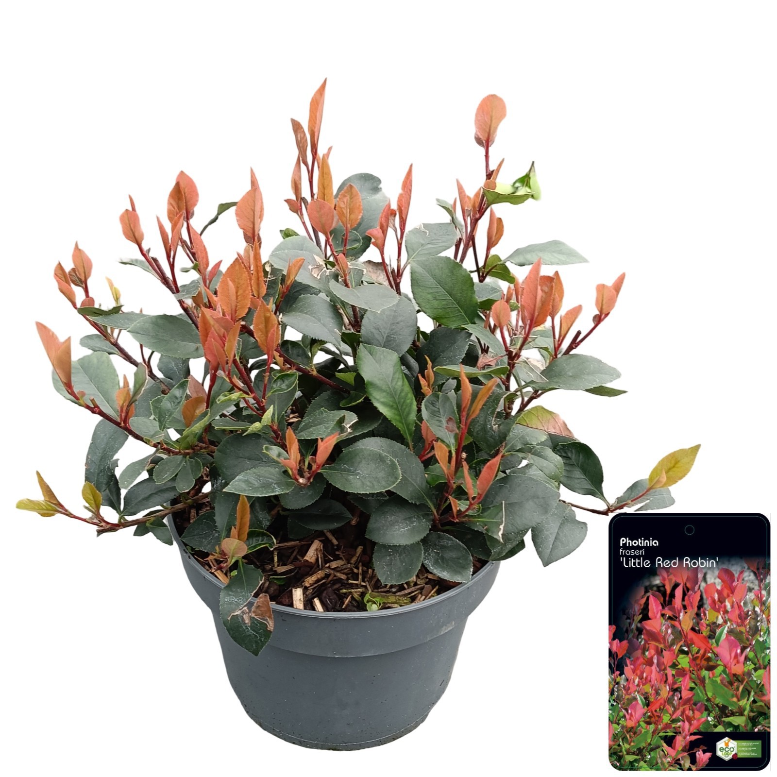 Photinia fraseri 'Little Red Robin'