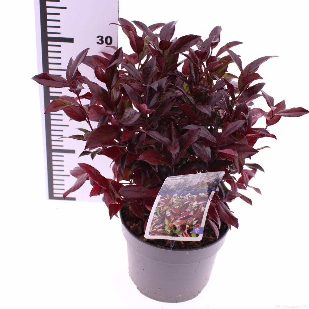 Picture of Leucothoe 'Zeblid'