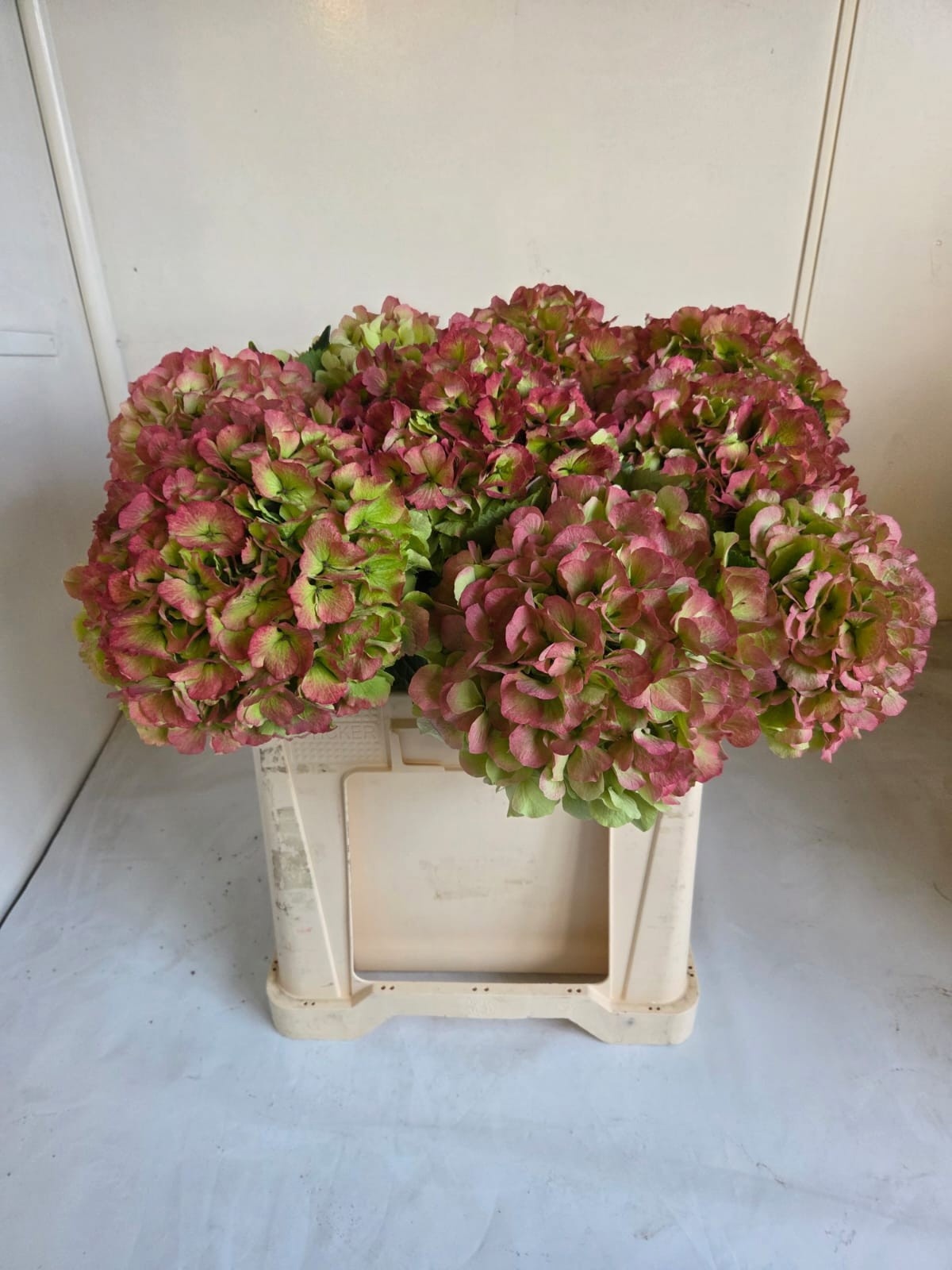 Hydrangea Verena Classic Pink 60cm 22Ø
