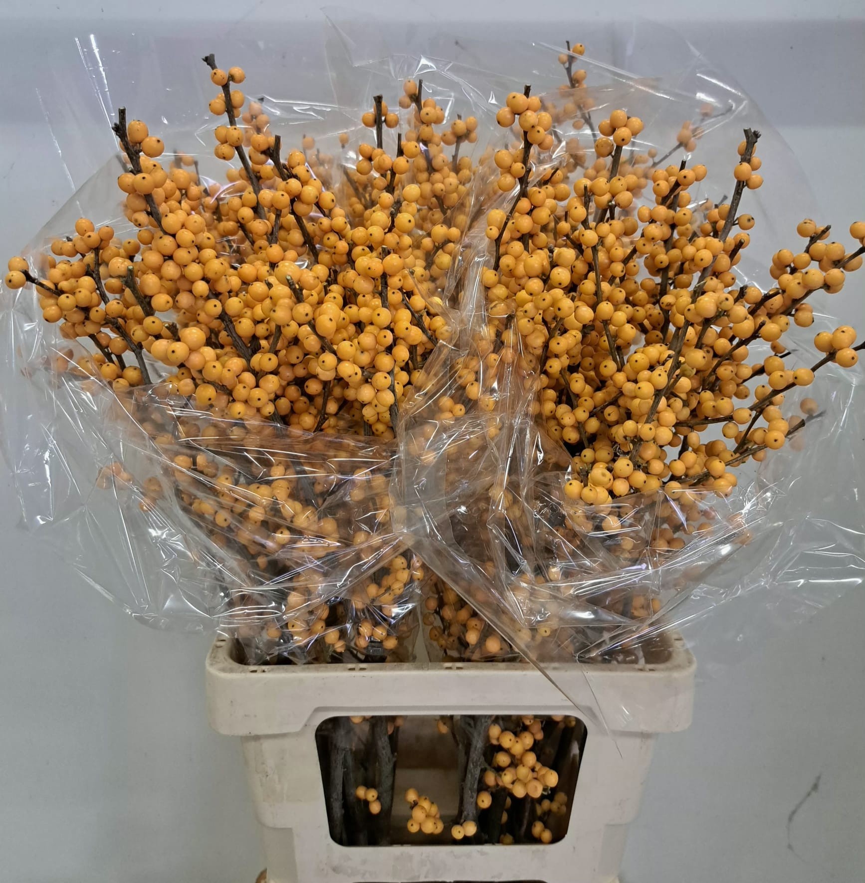 Ilex Golden Verboom 70cm
