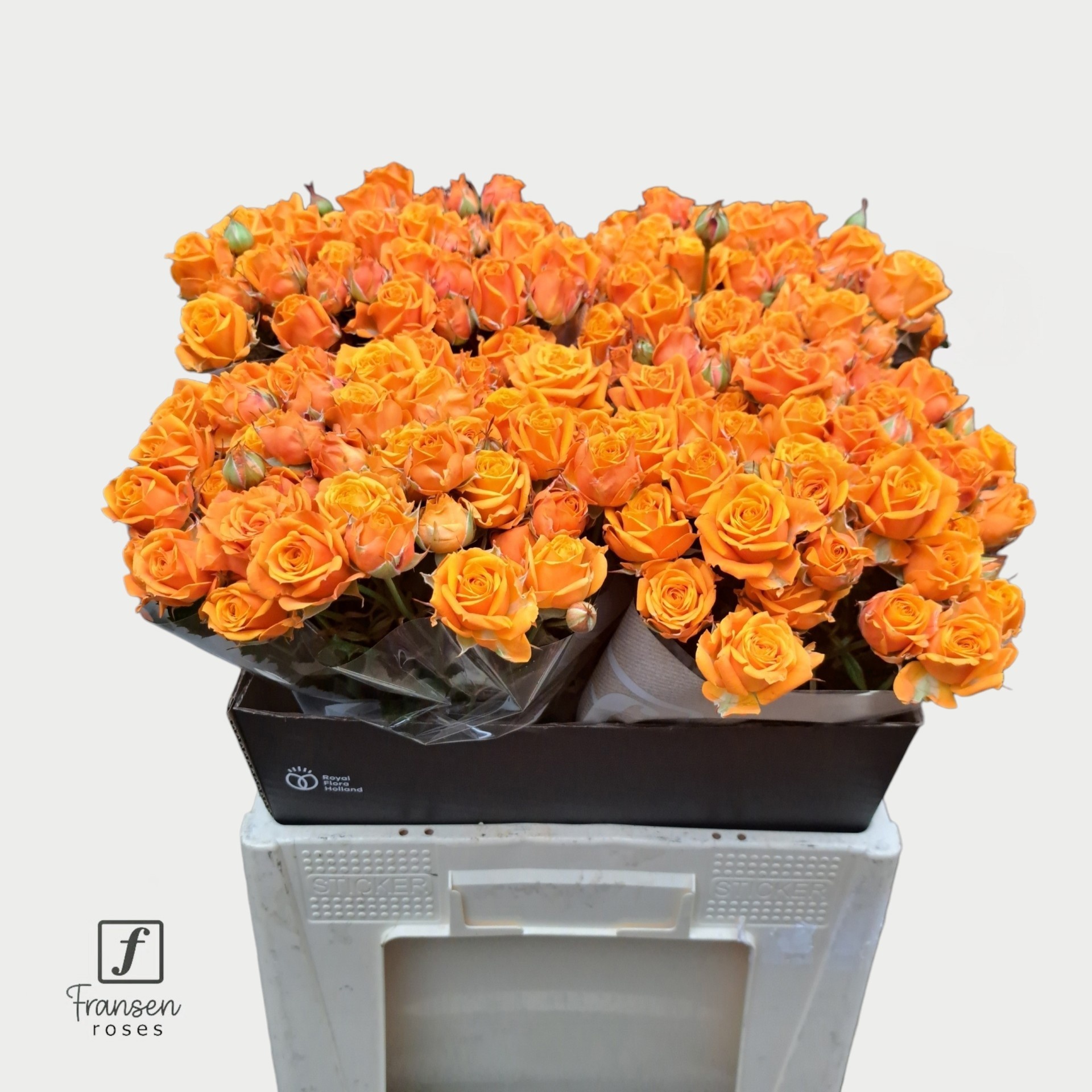 R Tr Orange Queen